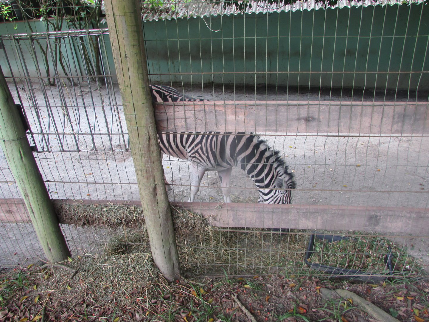 BioParque Zoo Pomerode - Burchell's zebra