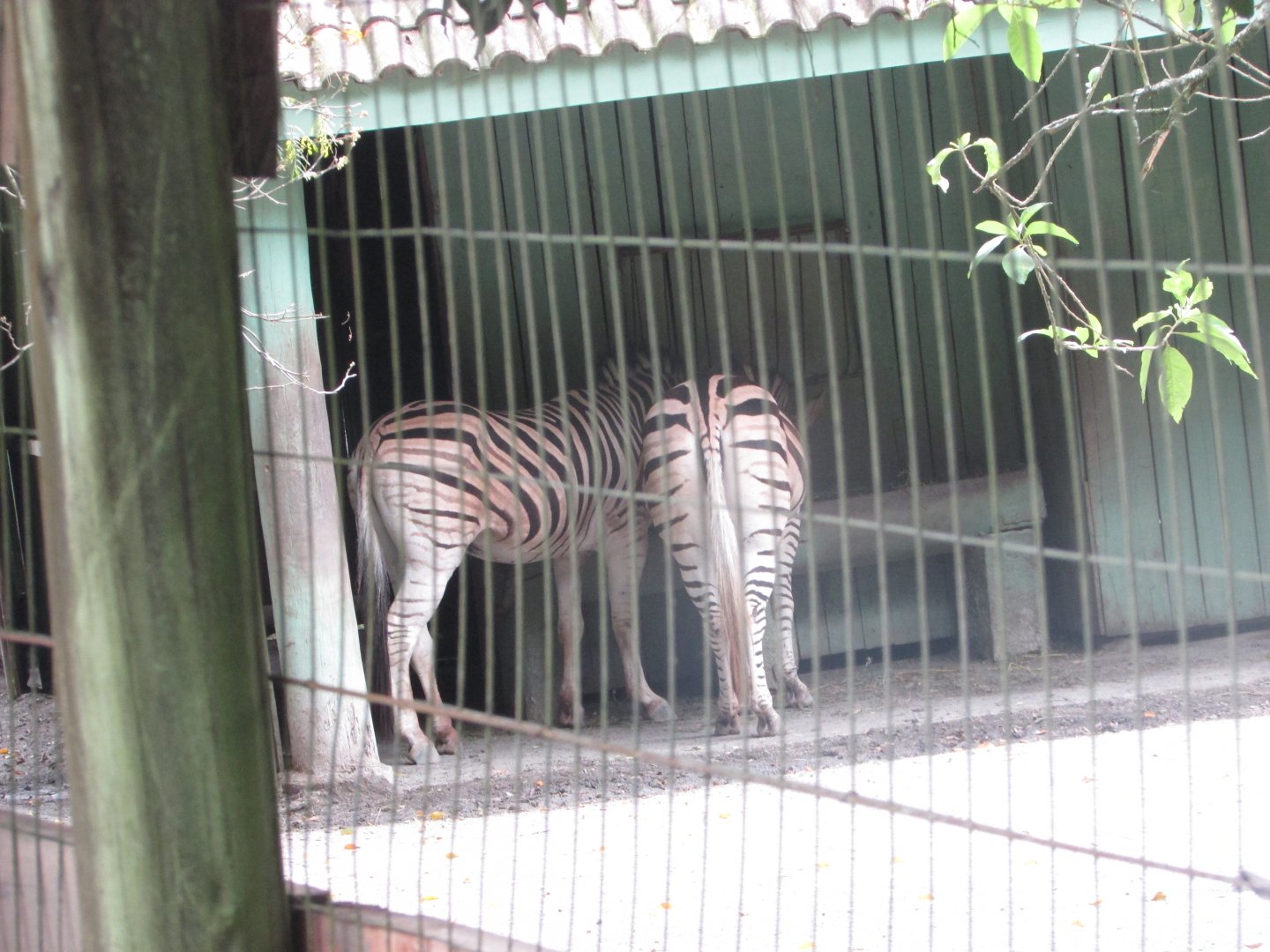 BioParque Zoo Pomerode - Burchell's zebras