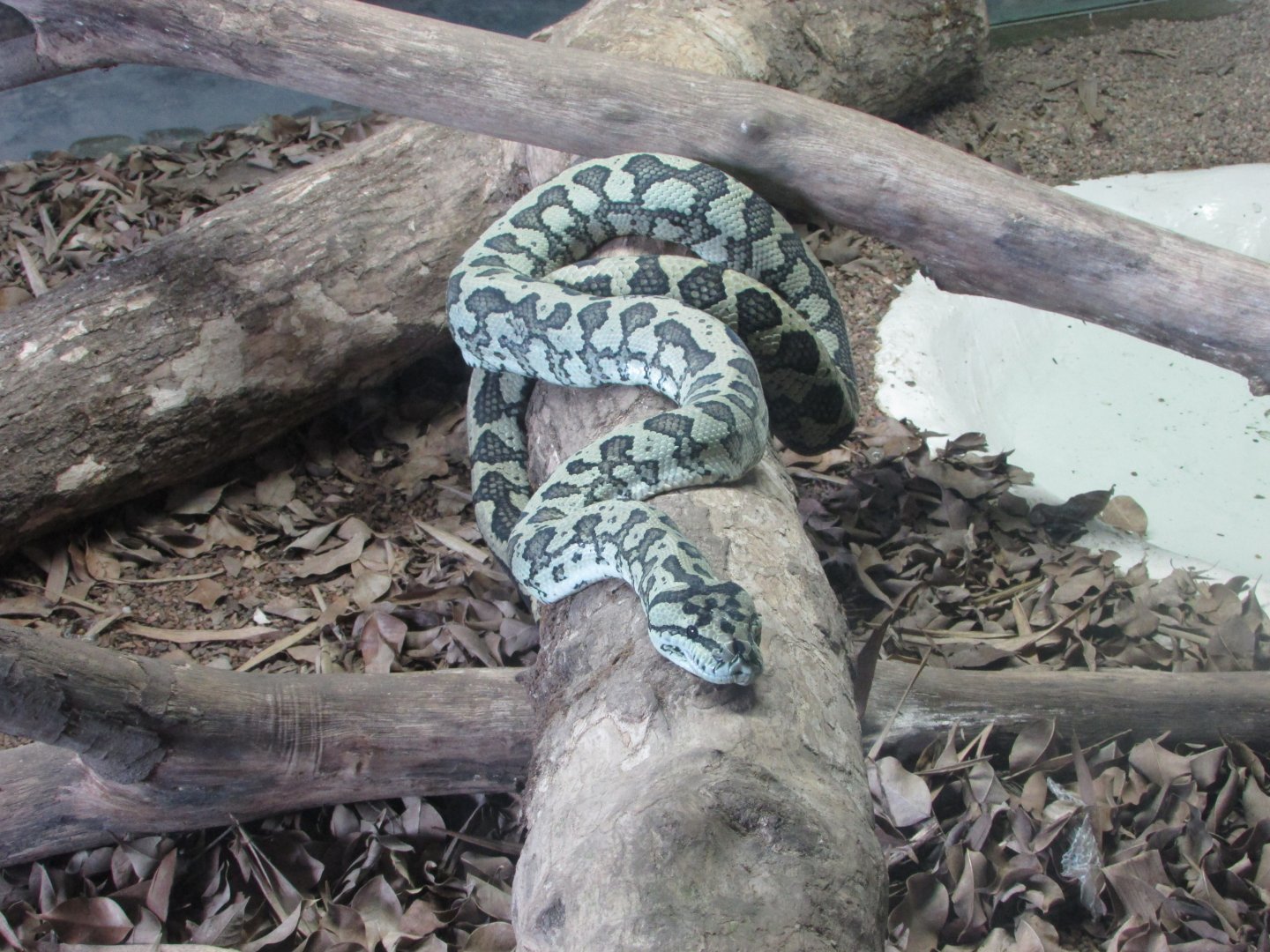 BioParque Zoo Pomerode - Carpet python