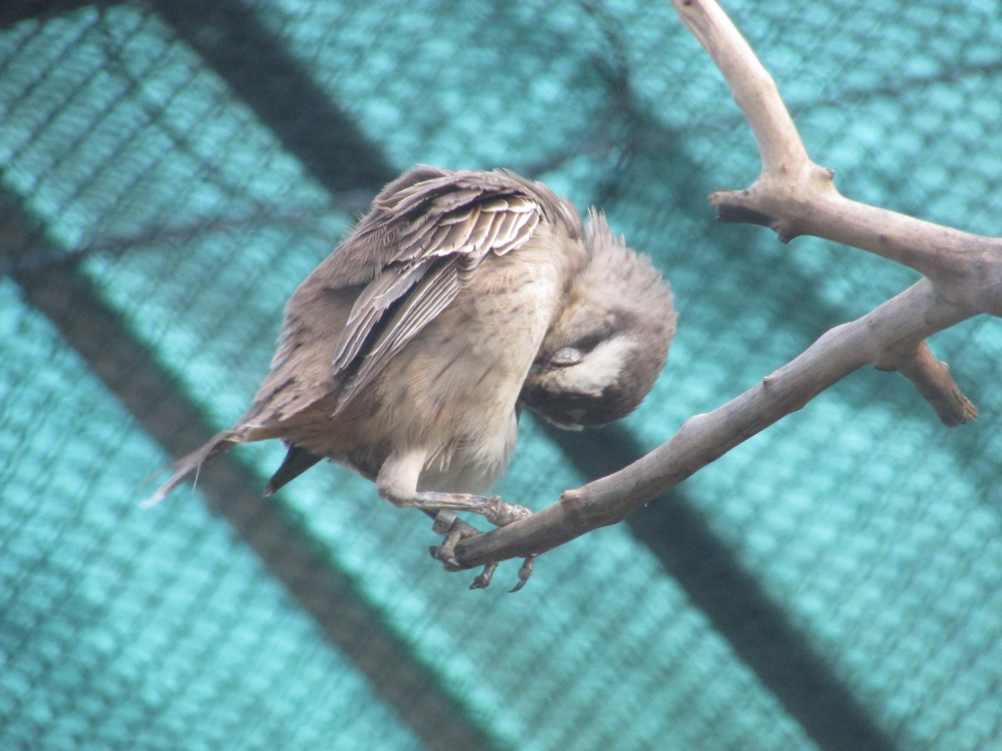 BioParque Zoo Pomerode - Chalk-browed mockingbird