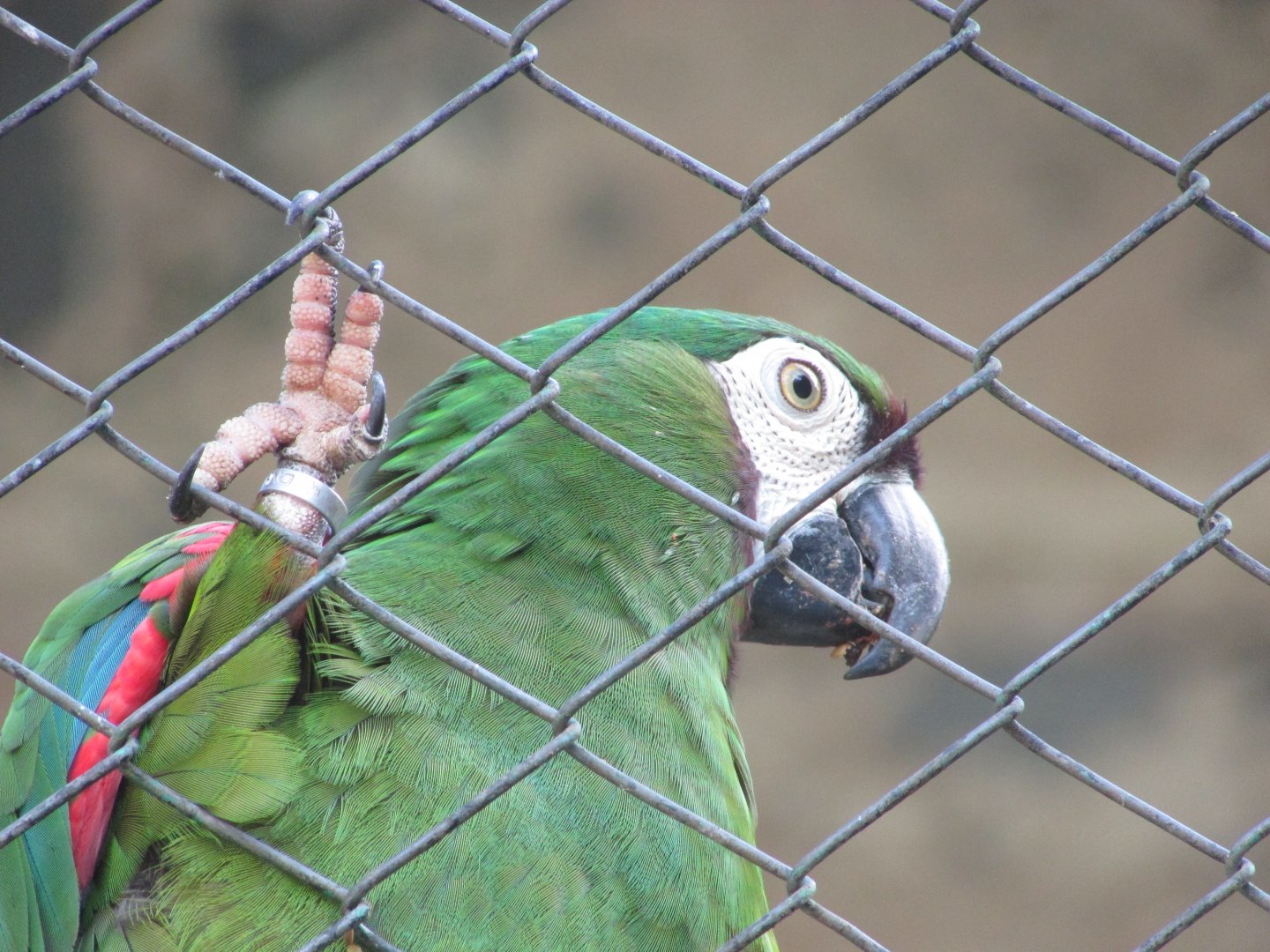 BioParque Zoo Pomerode - Chestnut-fronted macaw
