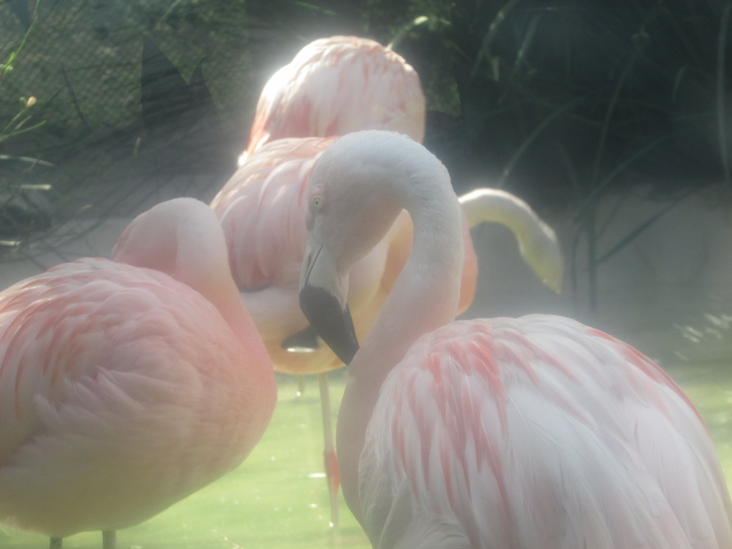 BioParque Zoo Pomerode - Chilean flamingo close-up