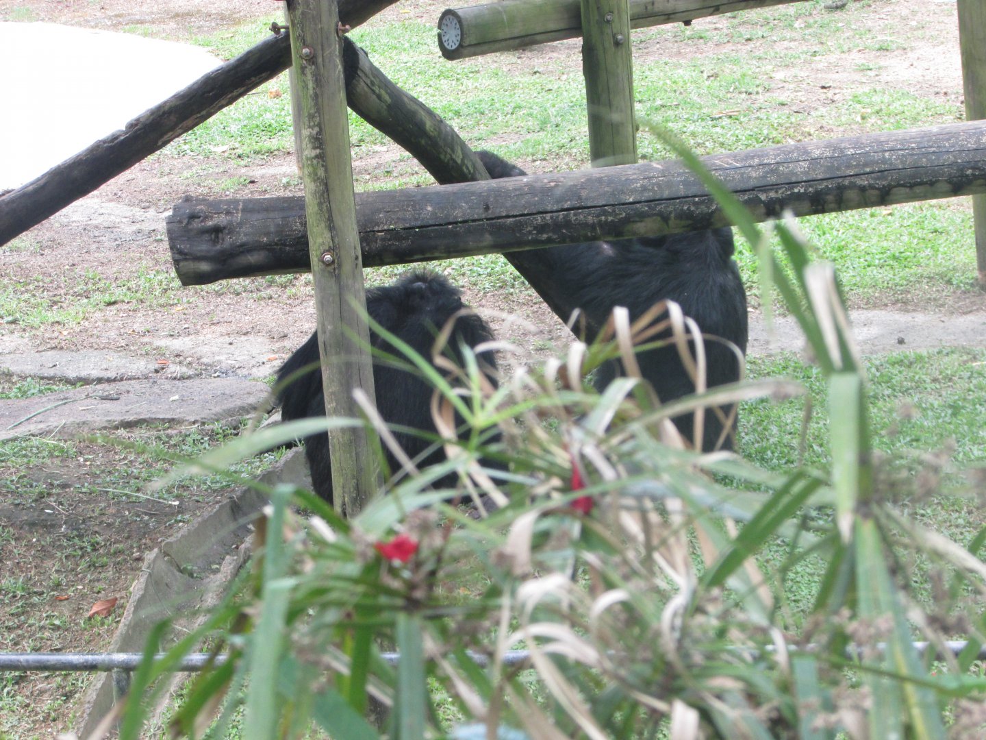 BioParque Zoo Pomerode - Chimpanzees