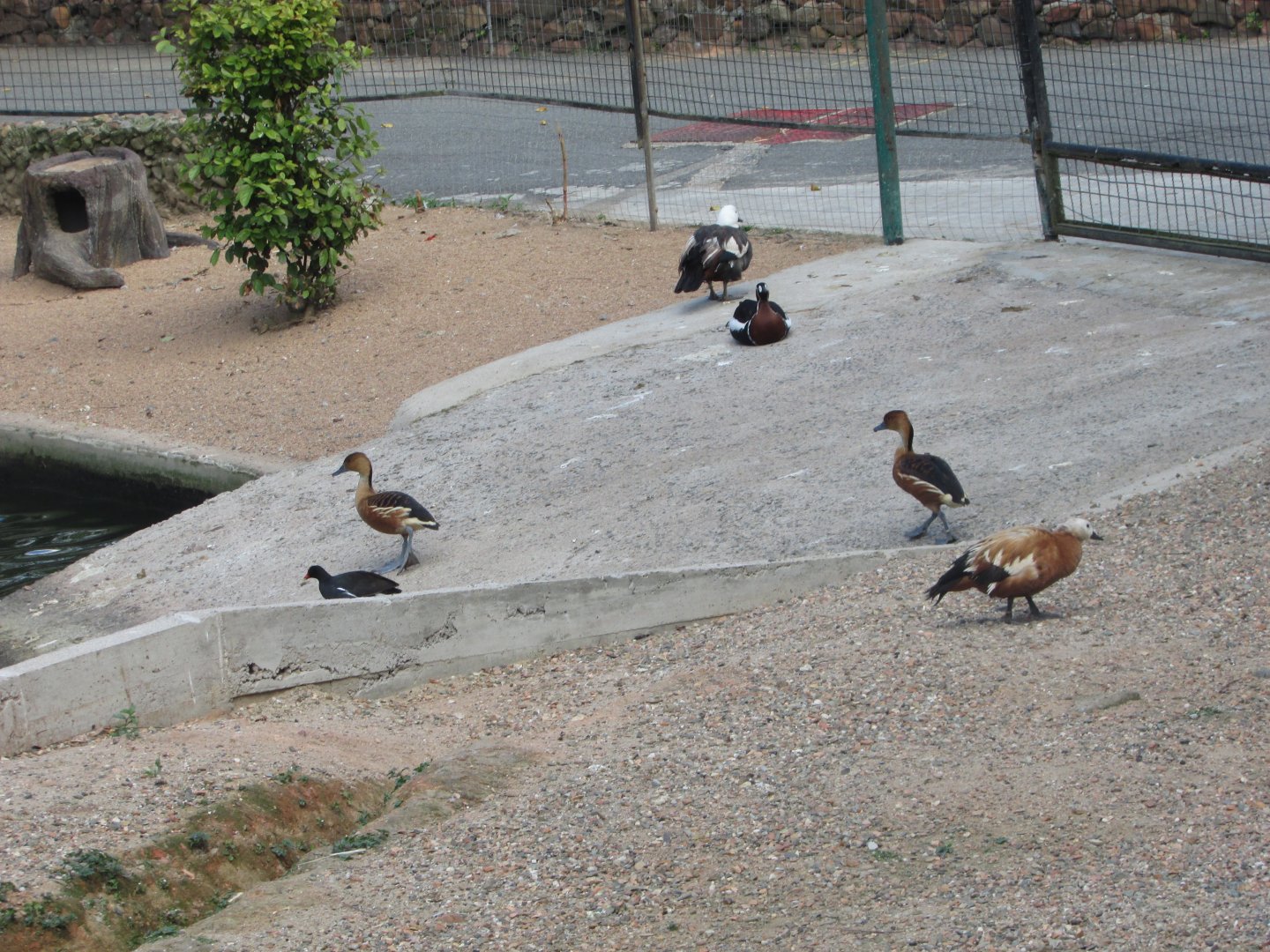 BioParque Zoo Pomerode - Common gallinule, Fulvous whistling duck, red-breasted goose, paradise and ruddy shelducks