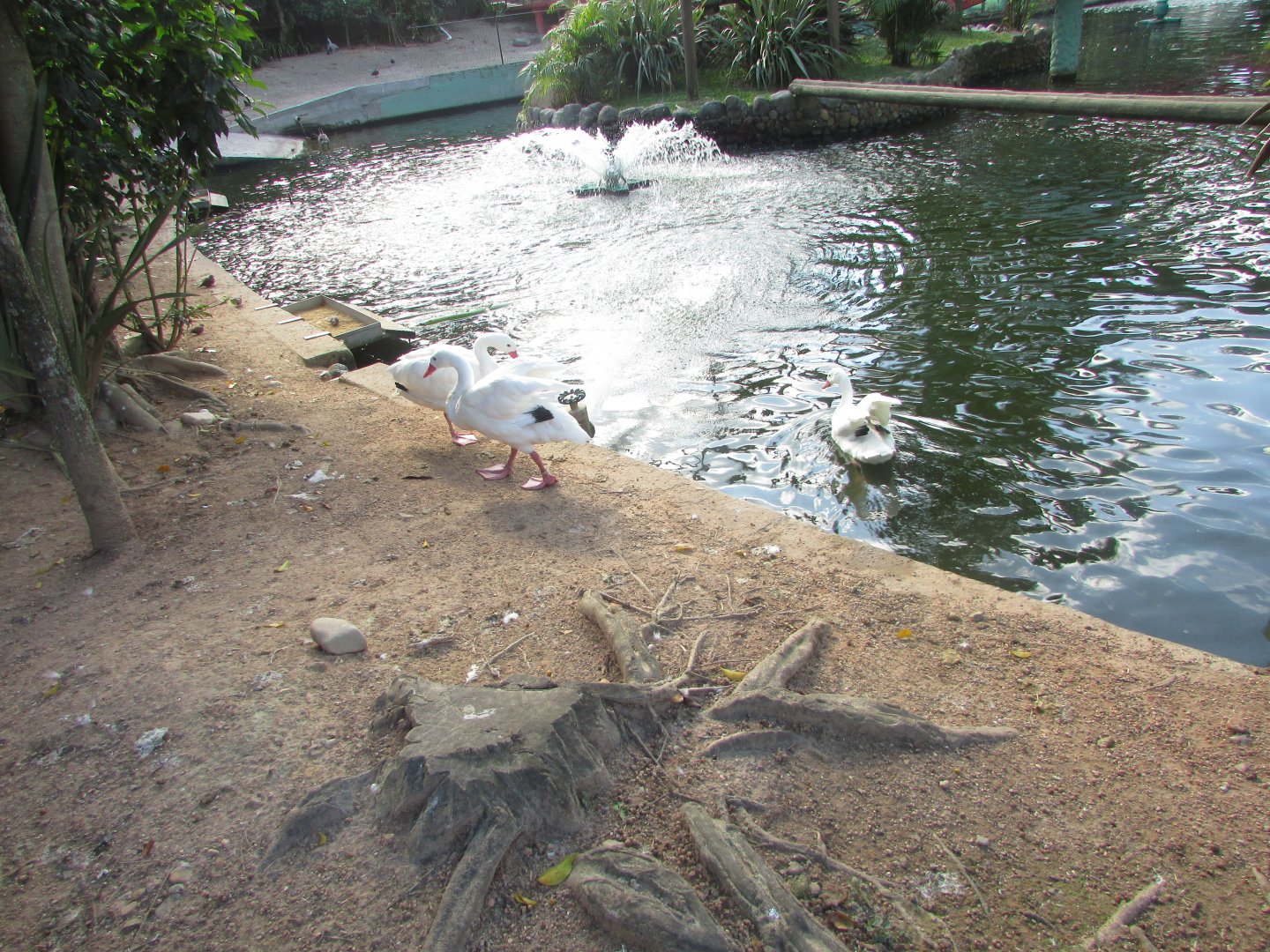 BioParque Zoo Pomerode - Coscoroba swans