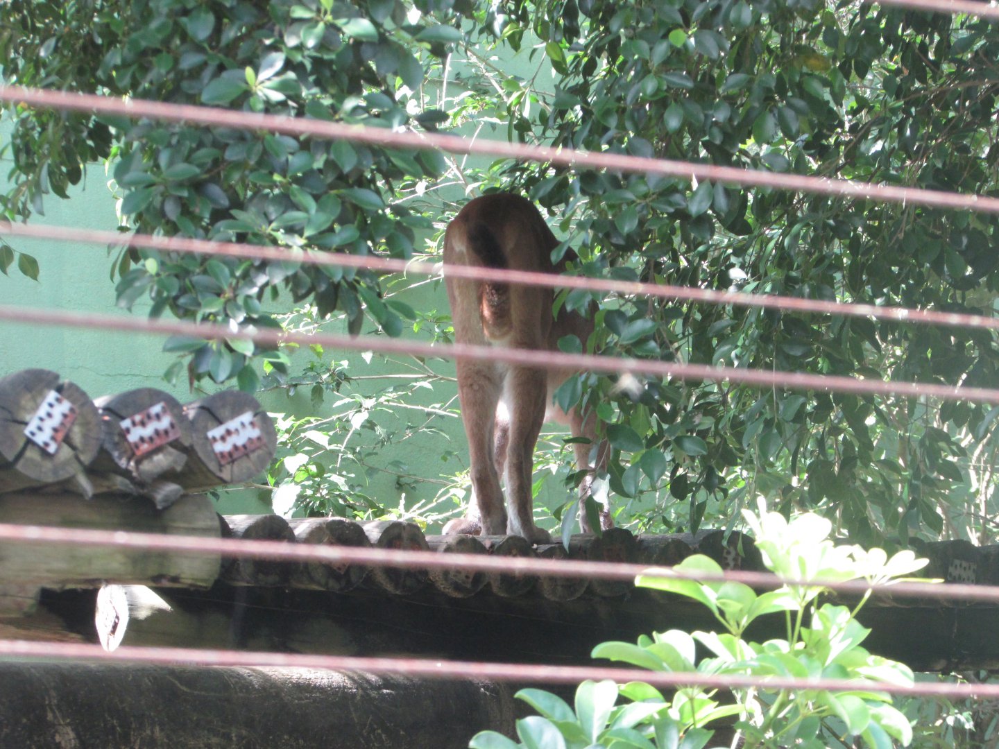 BioParque Zoo Pomerode - Cougar