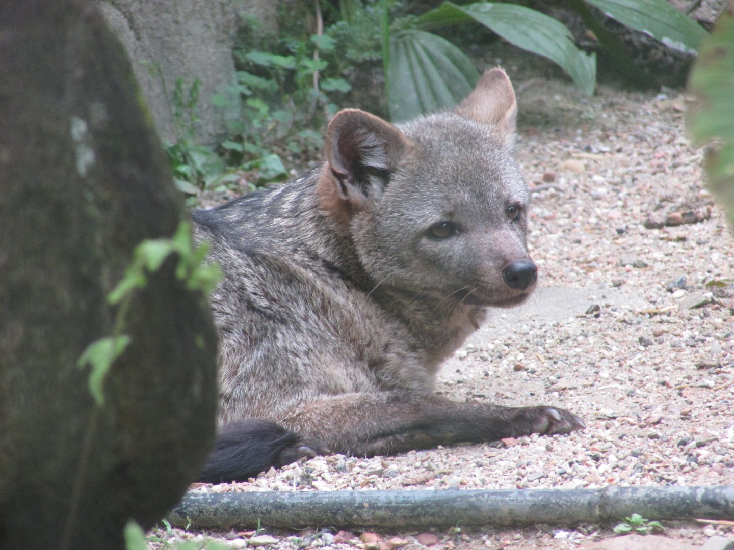 BioParque Zoo Pomerode - Crab-eating fox