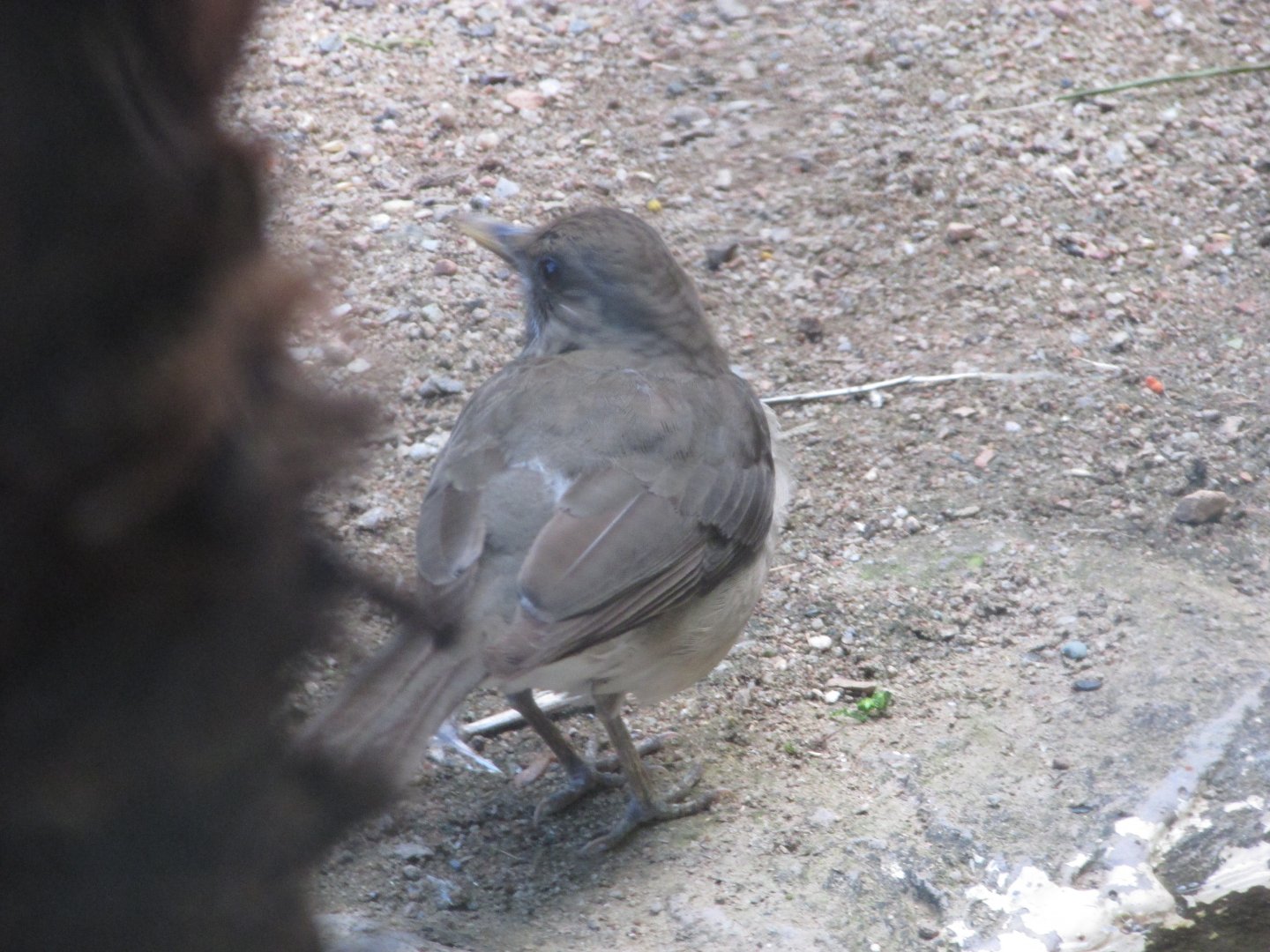 BioParque Zoo Pomerode - Creamy-bellied thrush