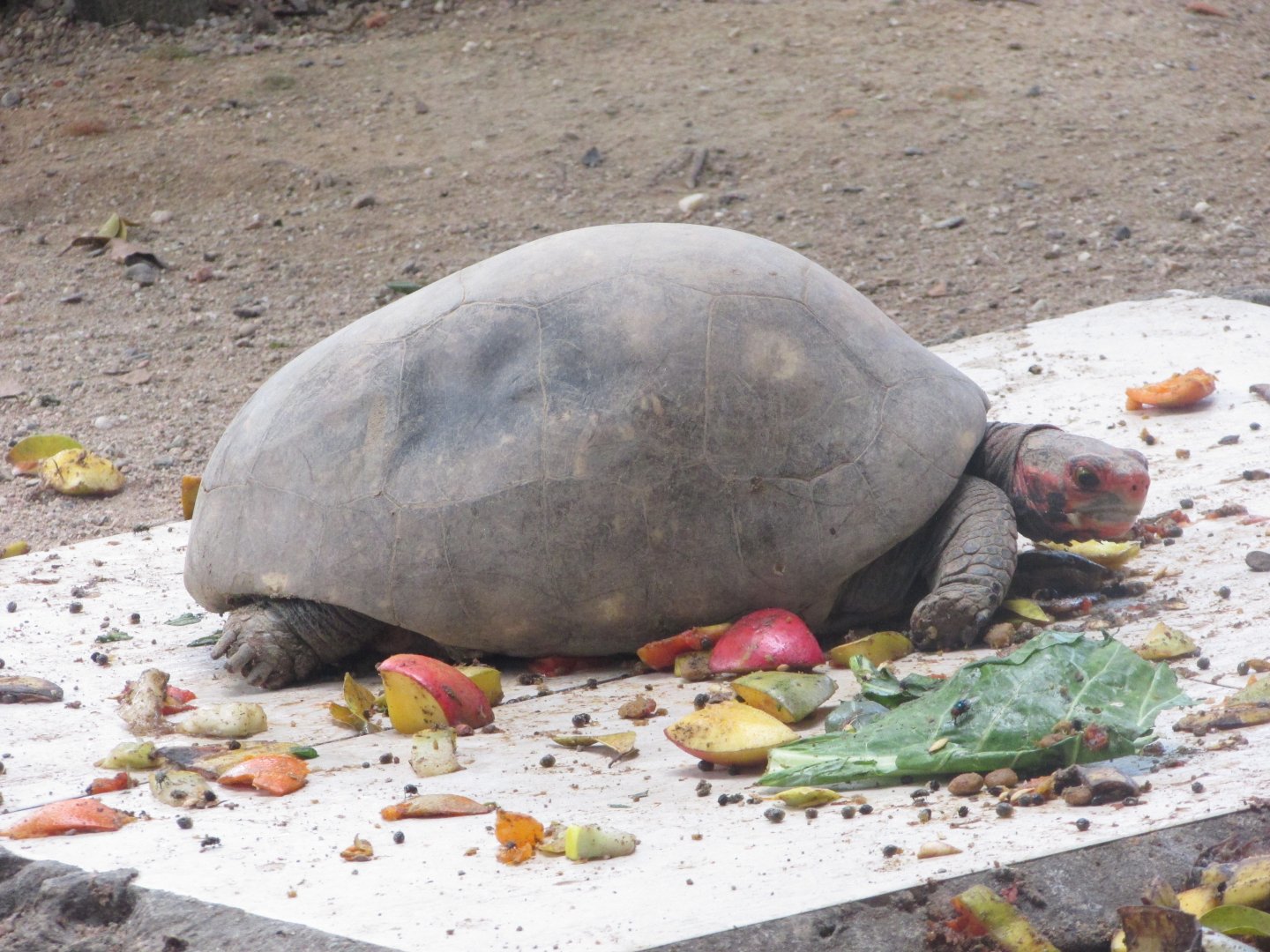BioParque Zoo Pomerode - Eating red-footed tortoise