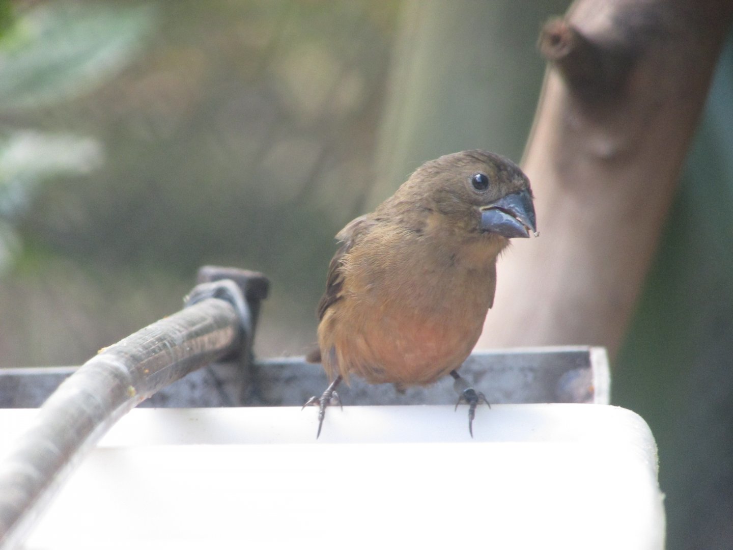 BioParque Zoo Pomerode - Female chestnut-bellied seed finch