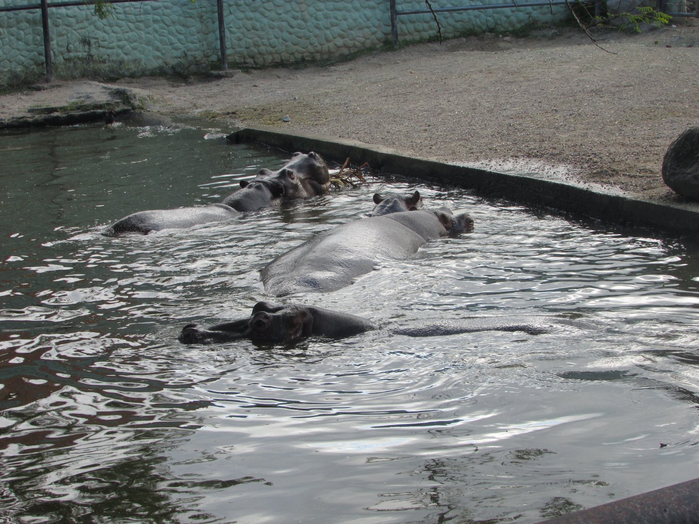 BioParque Zoo Pomerode - Female hippopotami