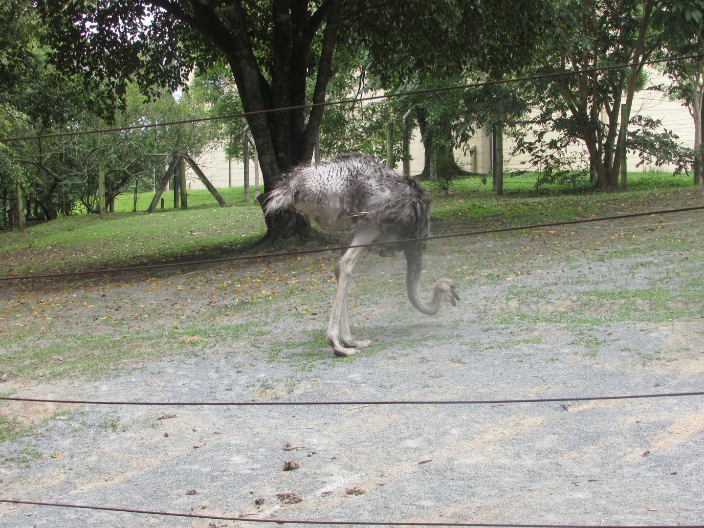 BioParque Zoo Pomerode - Female ostrich