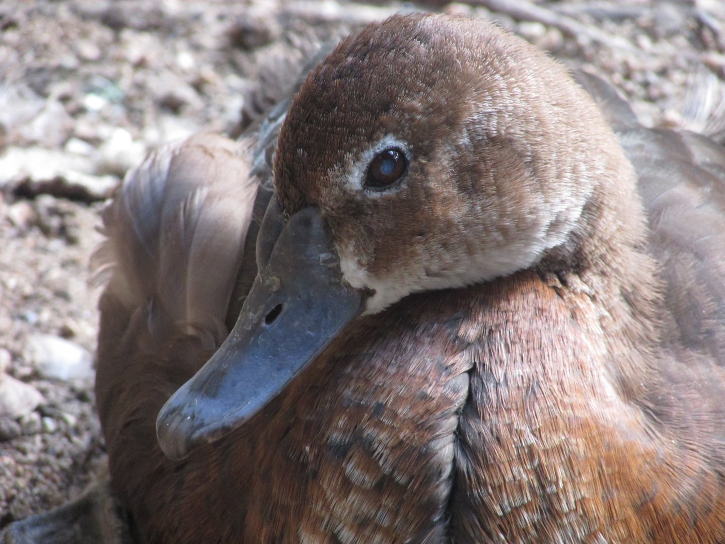 BioParque Zoo Pomerode - Female rosy-billed pochard close-up