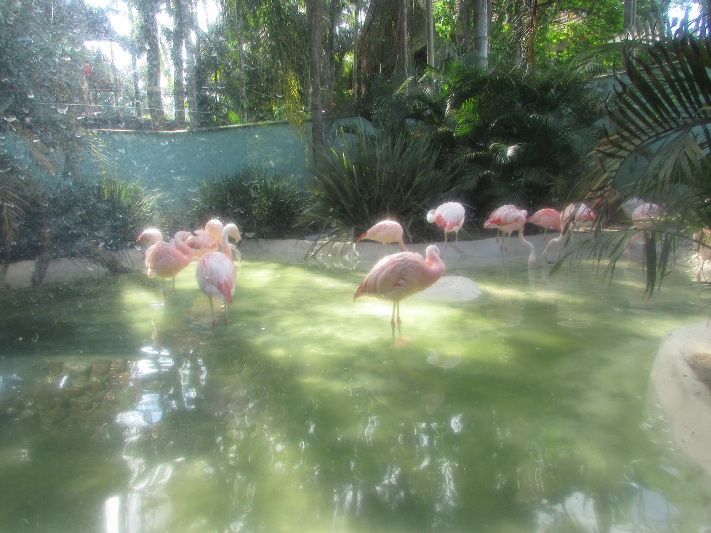 BioParque Zoo Pomerode - Flamingo exhibit
