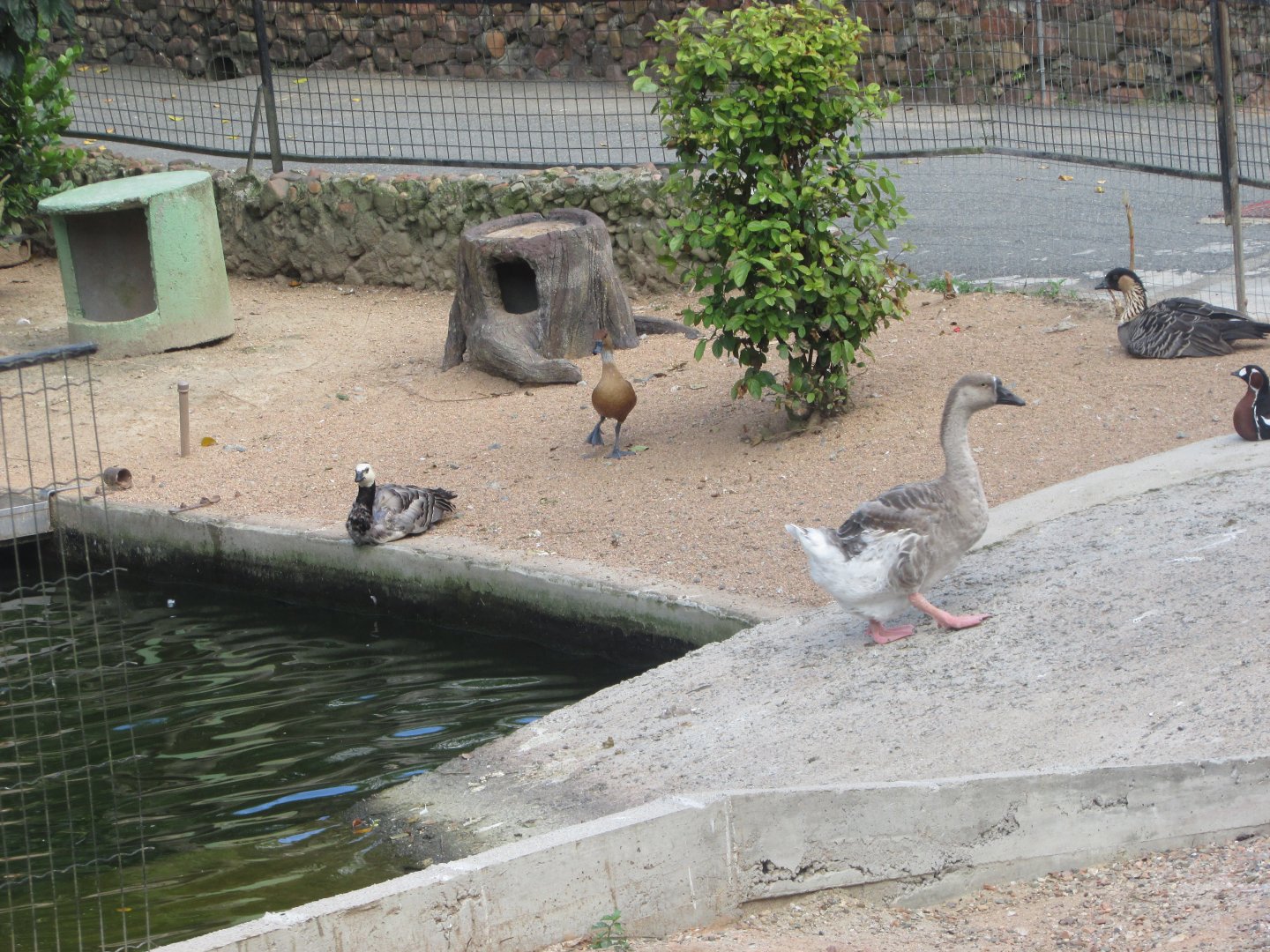 BioParque Zoo Pomerode - Fulvous whistling duck; barnacle, Hawaiian, red-breasted and swan geese