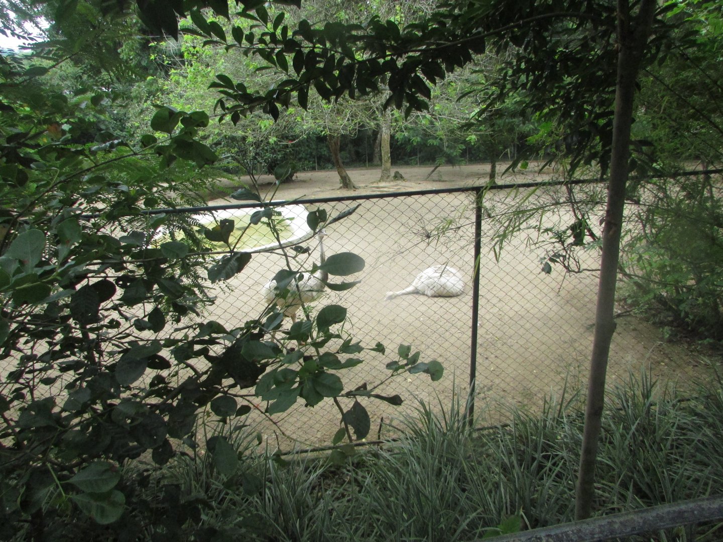 BioParque Zoo Pomerode - Giant anteater and white greater rhea exhibit
