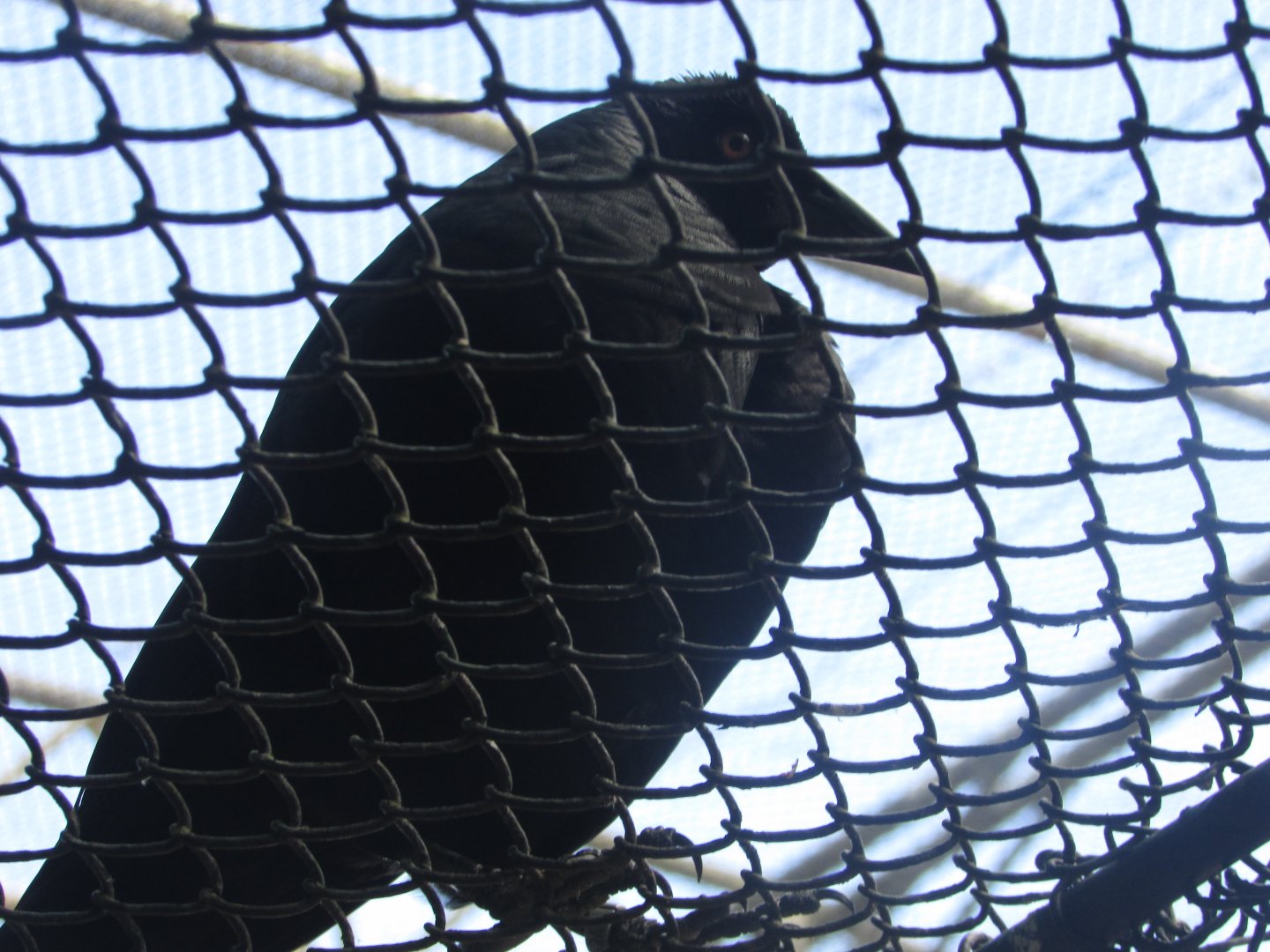 BioParque Zoo Pomerode - Giant cowbird