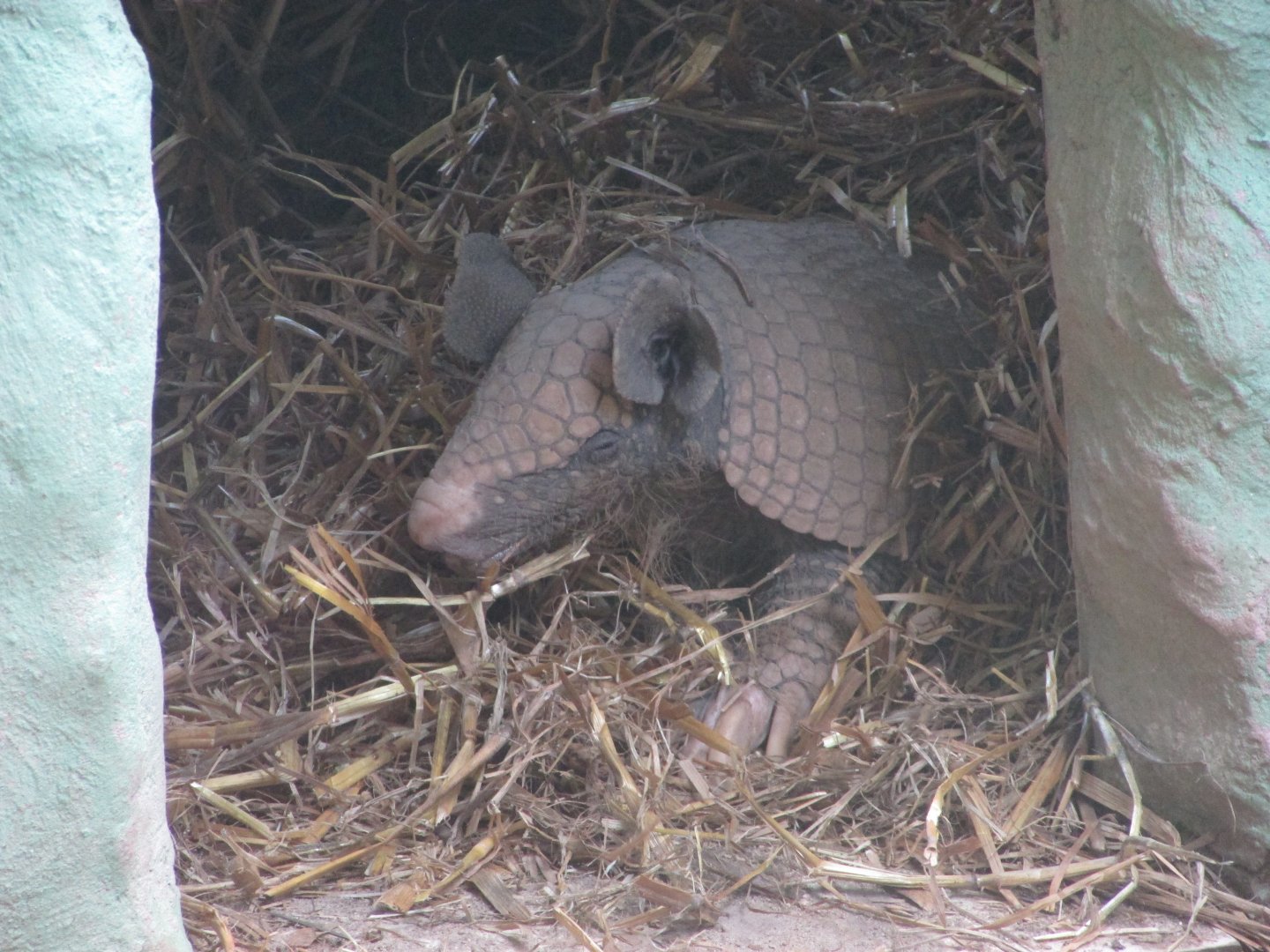 BioParque Zoo Pomerode - Greater naked-tailed armadillo