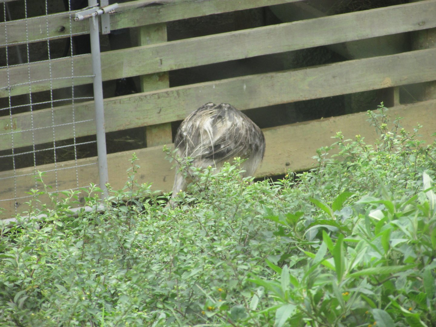 BioParque Zoo Pomerode - Greater rhea