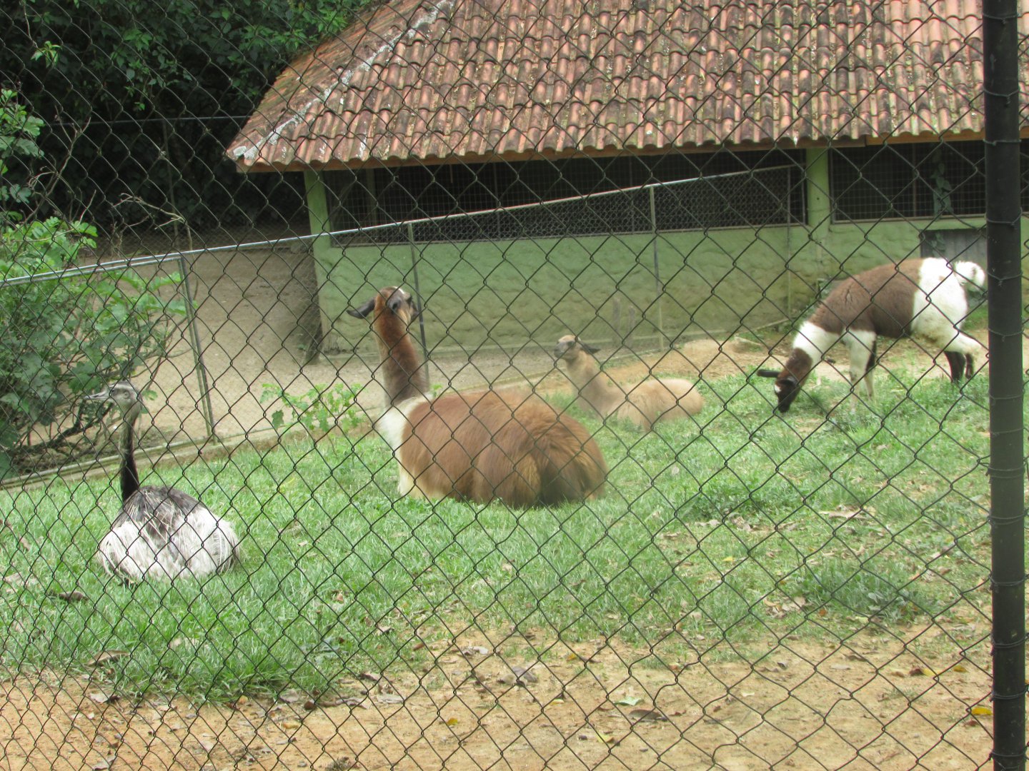 BioParque Zoo Pomerode - Greater rheas and llama
