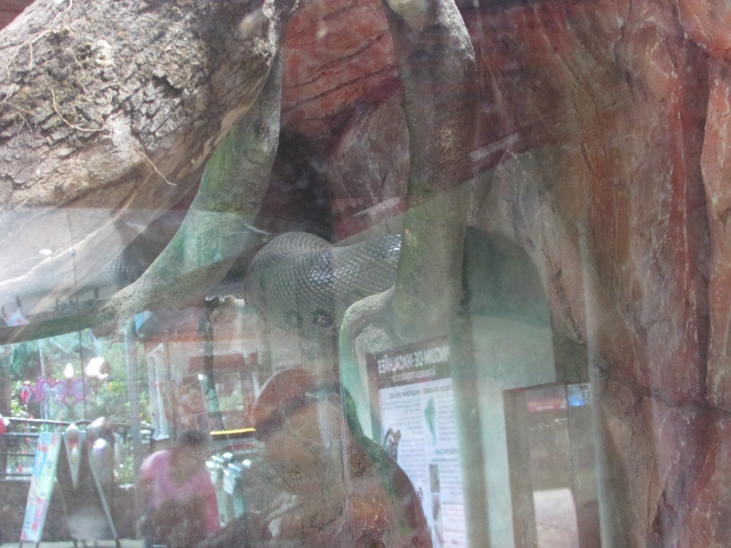 BioParque Zoo Pomerode - Green anaconda