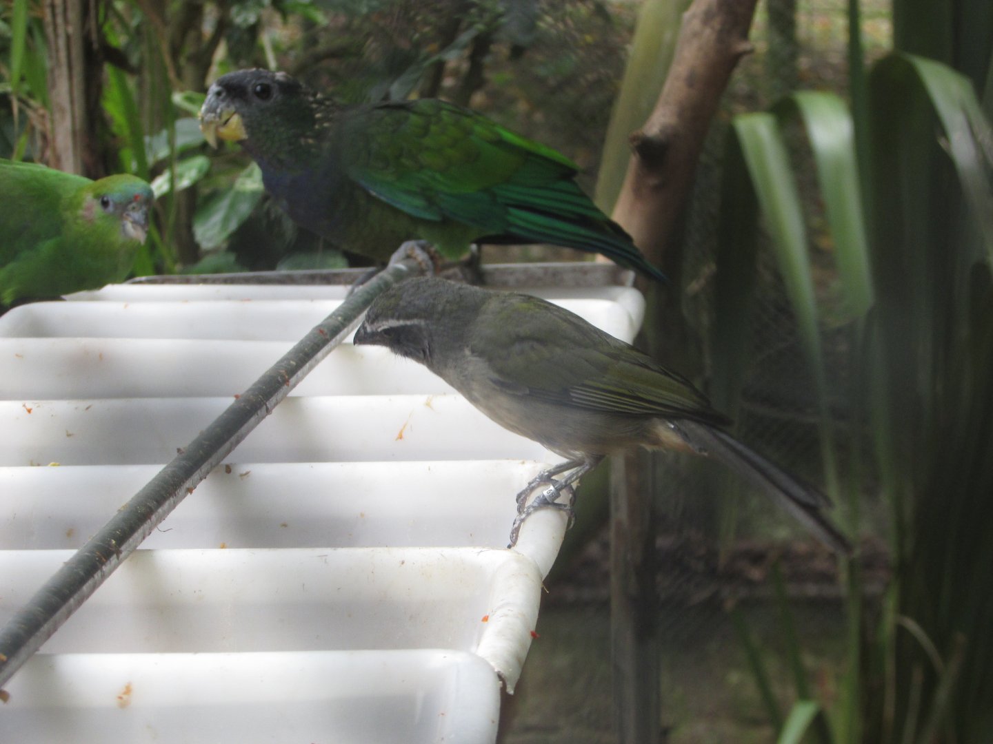 BioParque Zoo Pomerode - Green-winged saltator