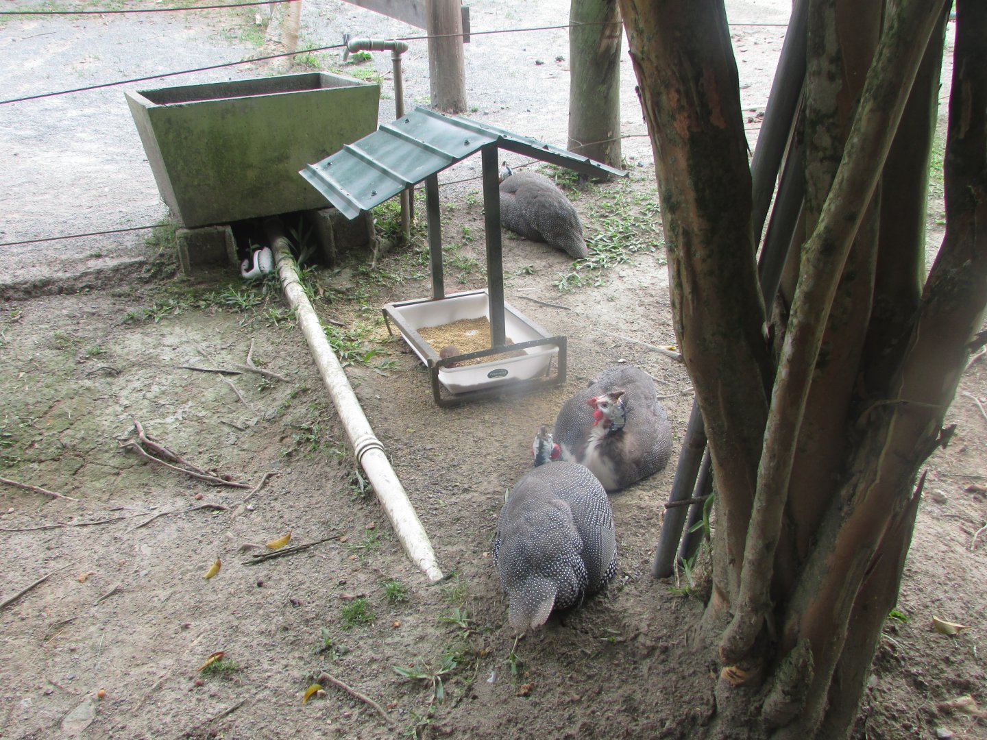 BioParque Zoo Pomerode - Guineafowl