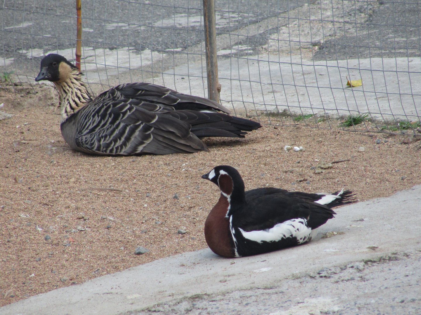 BioParque Zoo Pomerode - Hawaiian and red-breasted goose