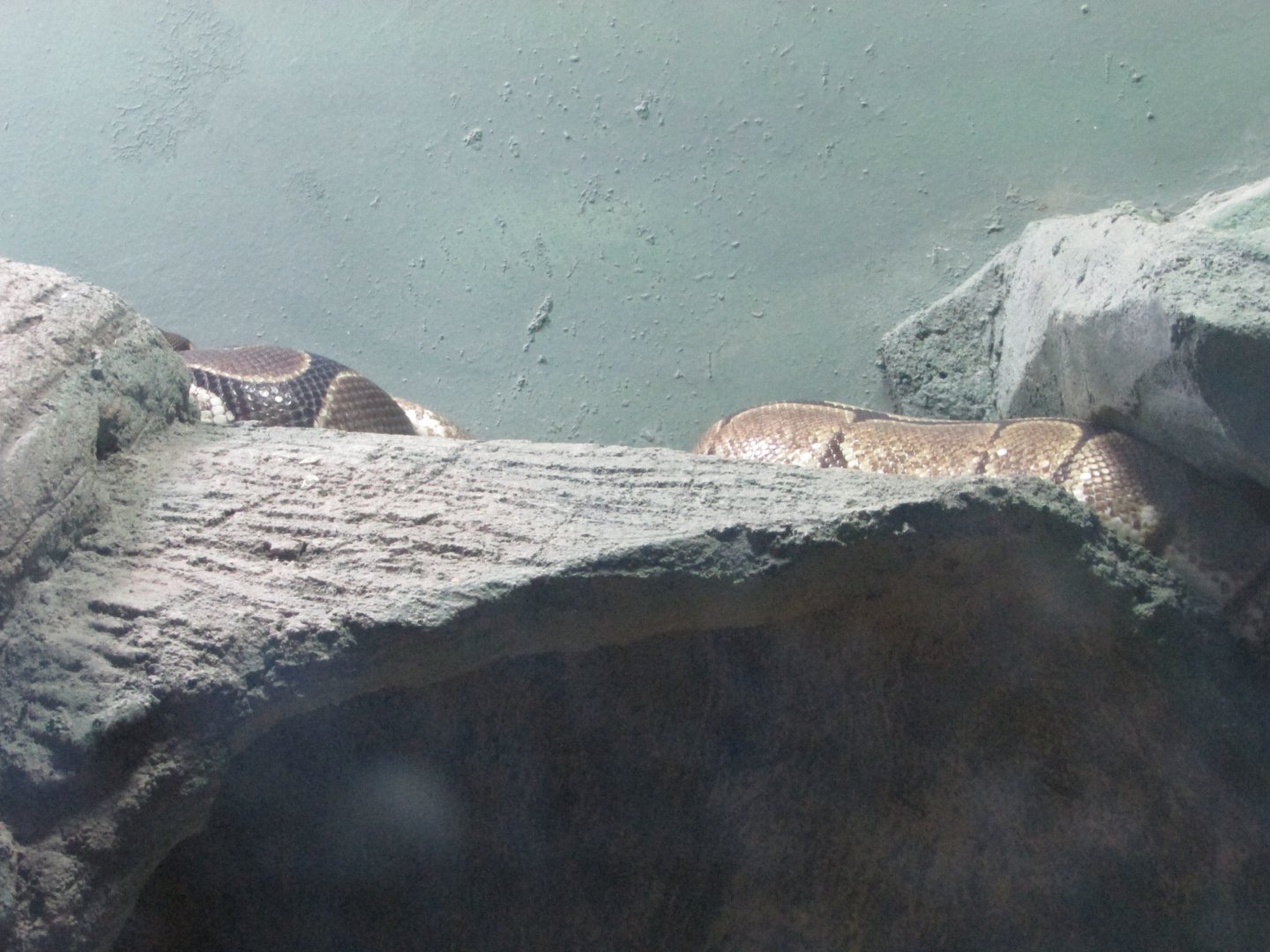 BioParque Zoo Pomerode - Hiding ball python