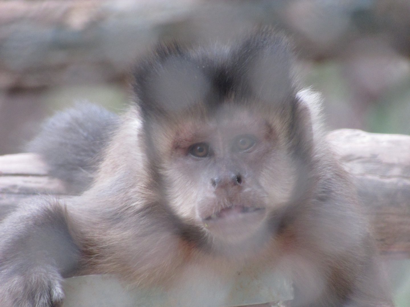 BioParque Zoo Pomerode - Horned capuchin