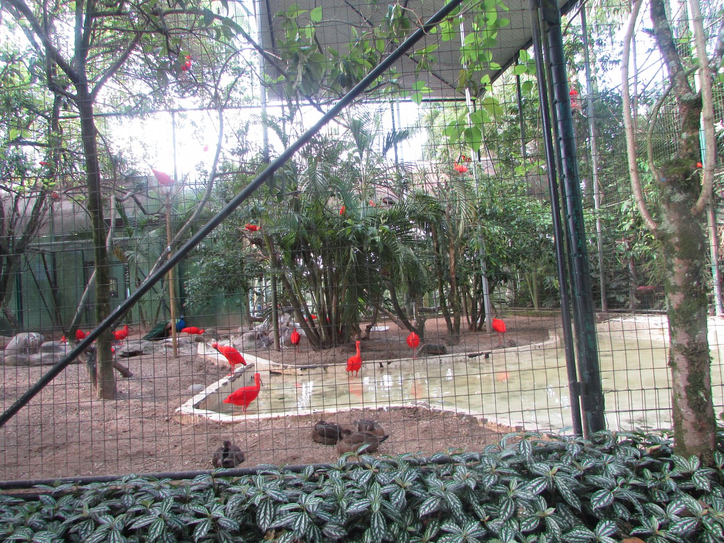 BioParque Zoo Pomerode - Ibis exhibit
