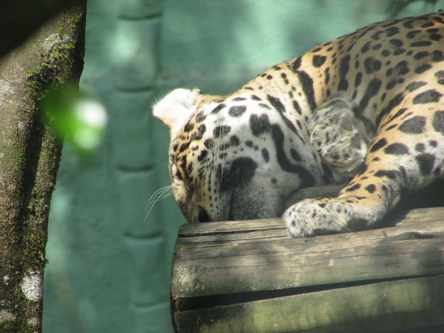 BioParque Zoo Pomerode - Jaguar close-up