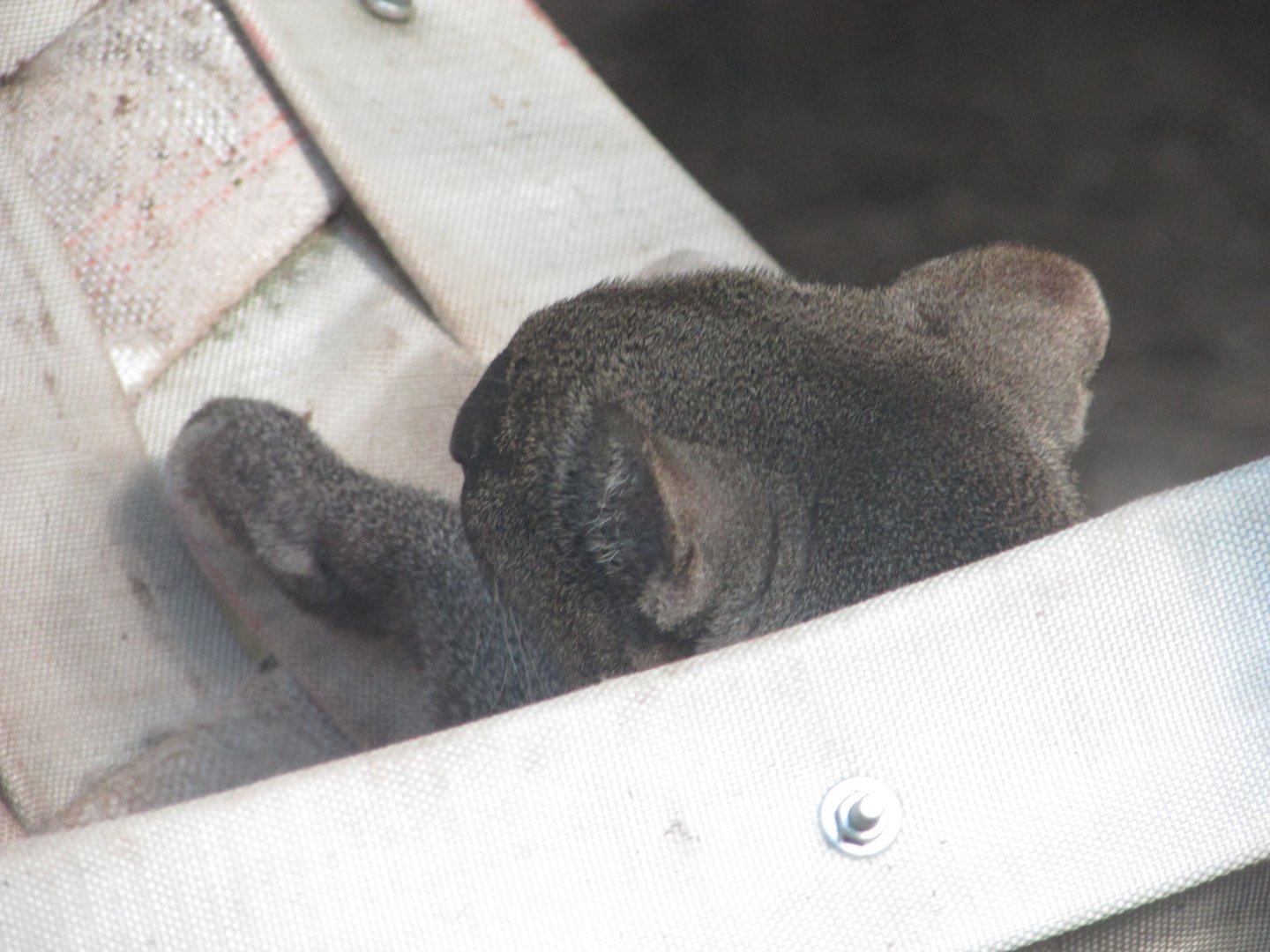 BioParque Zoo Pomerode - Jaguarundi