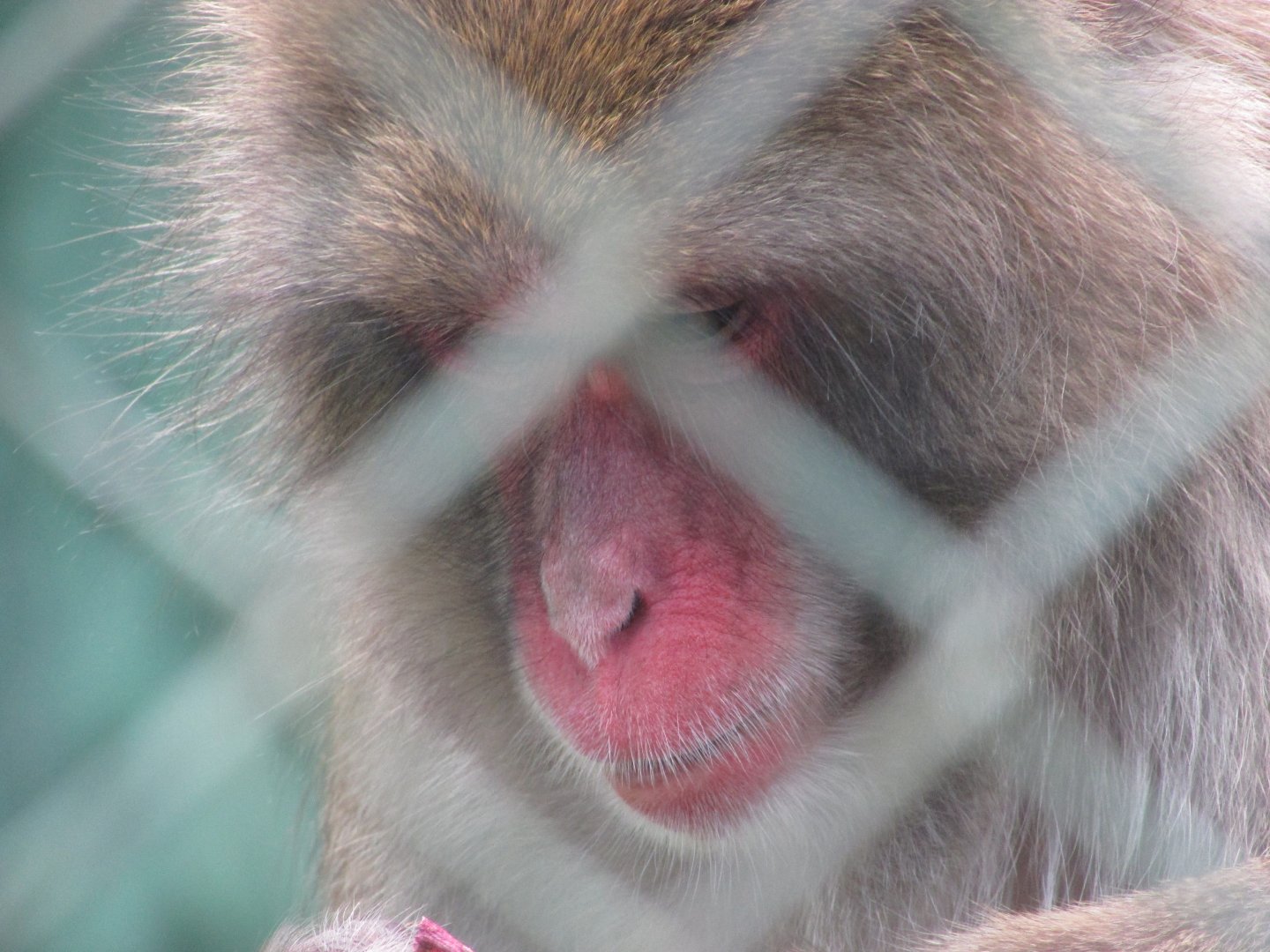BioParque Zoo Pomerode - Japanese macaque close-up