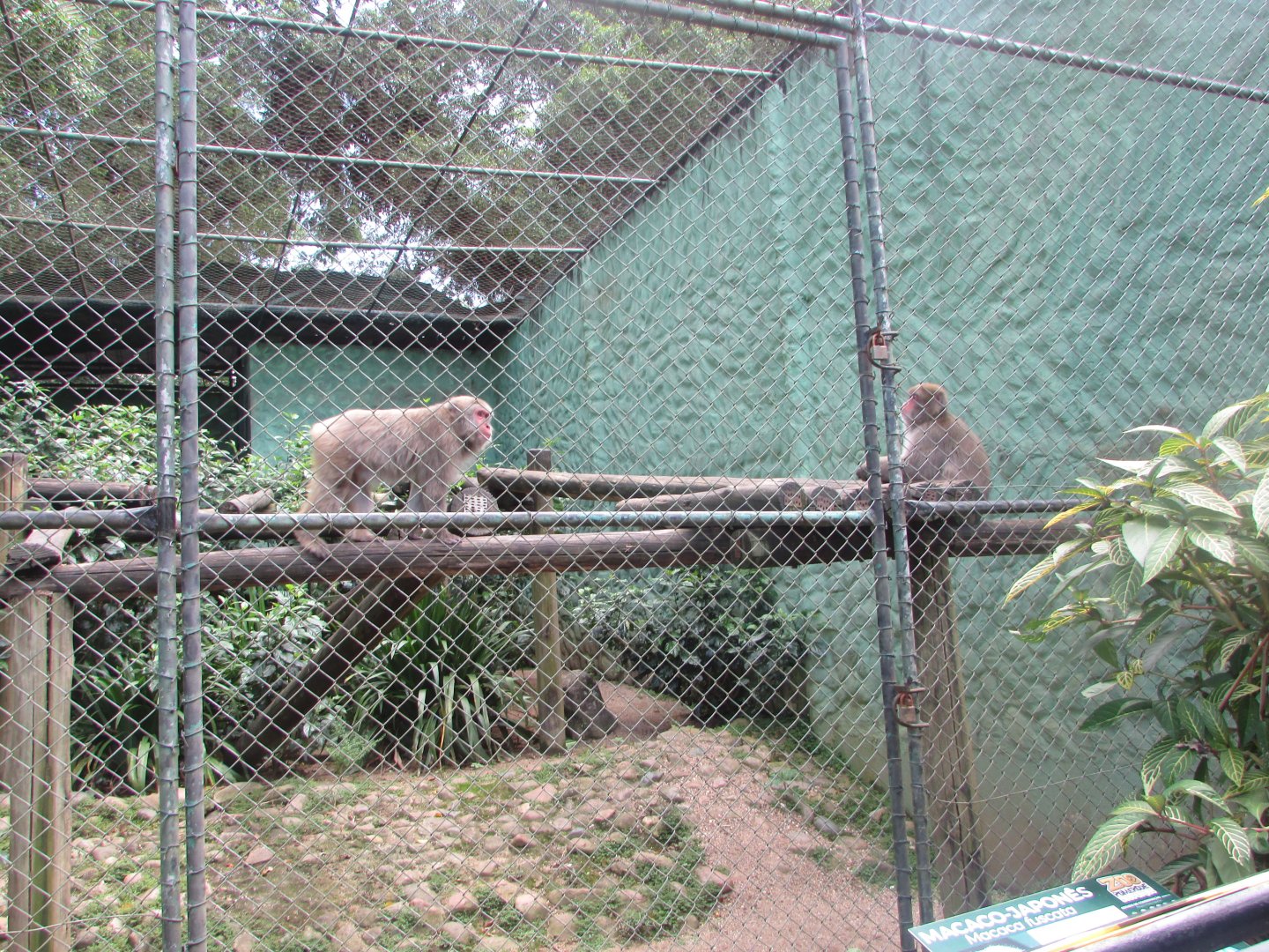 BioParque Zoo Pomerode - Japanese macaque exhibit
