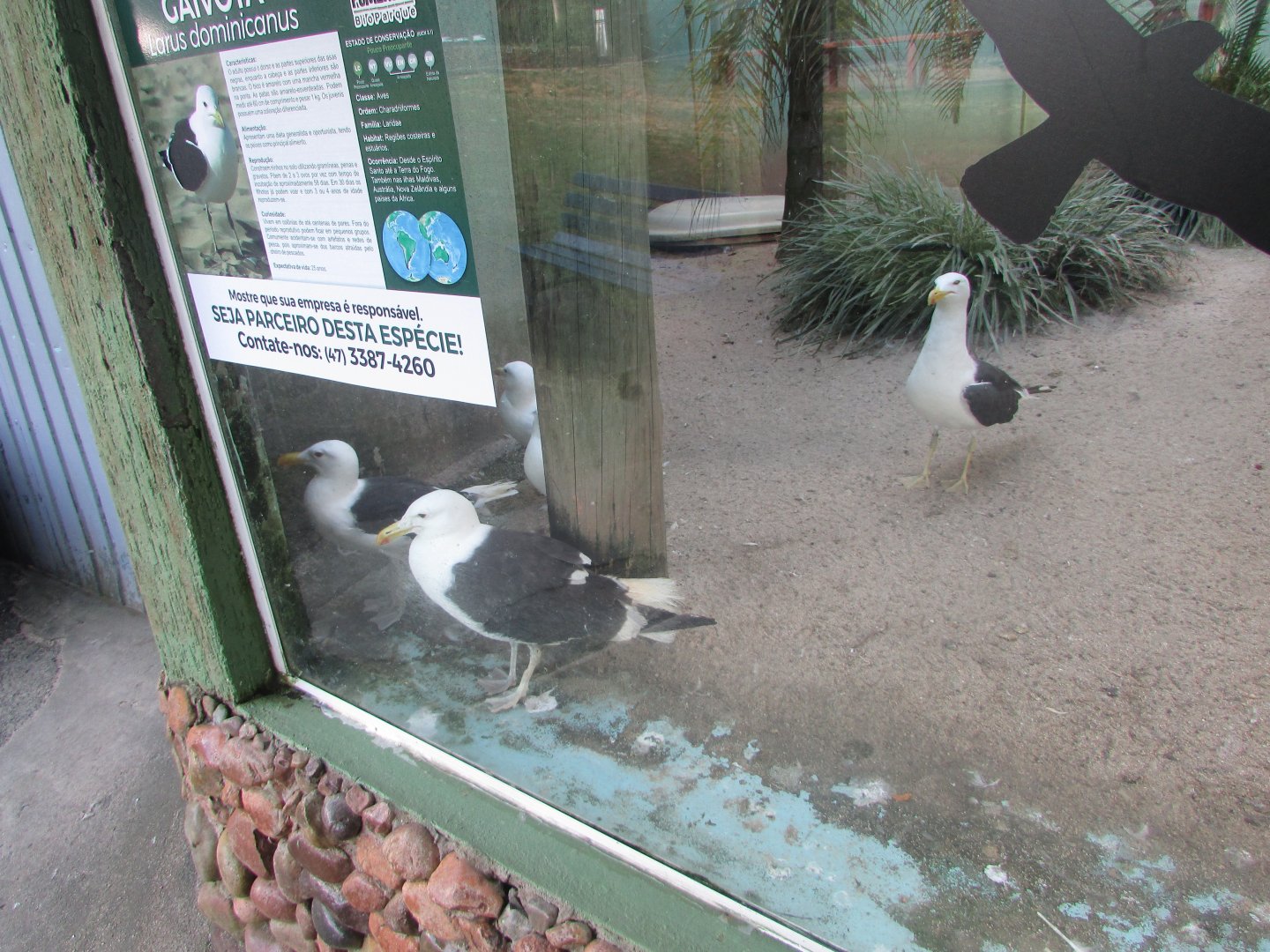 BioParque Zoo Pomerode - Kelp gulls