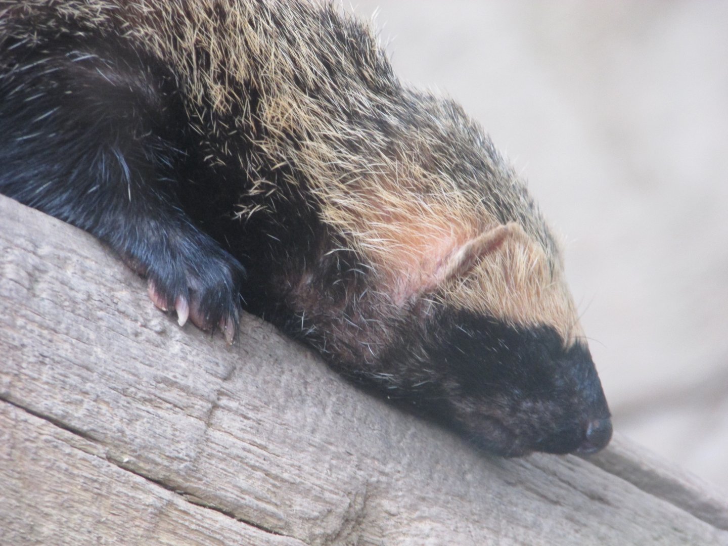 BioParque Zoo Pomerode - Lesser grison close-up