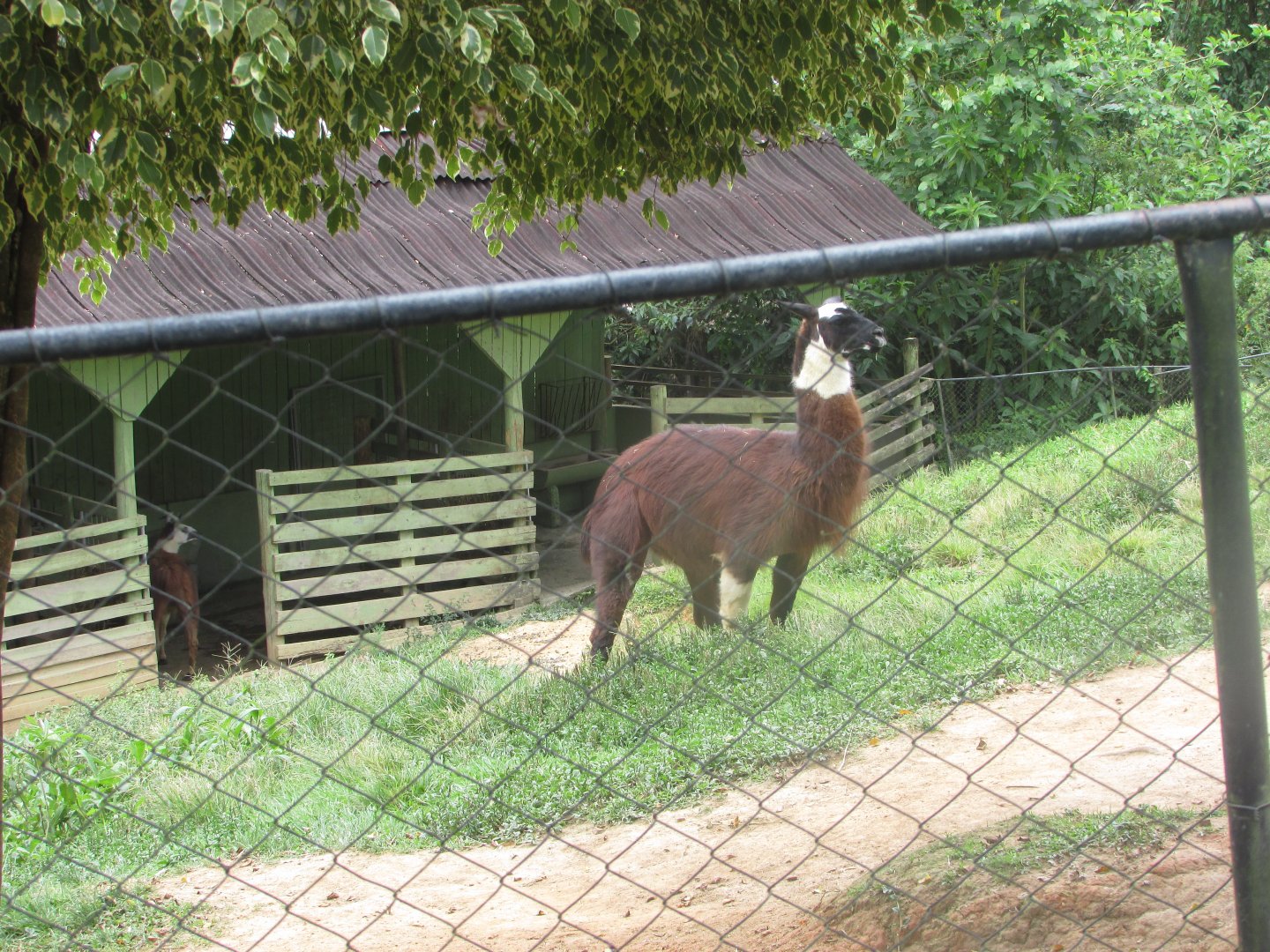 BioParque Zoo Pomerode - Llama