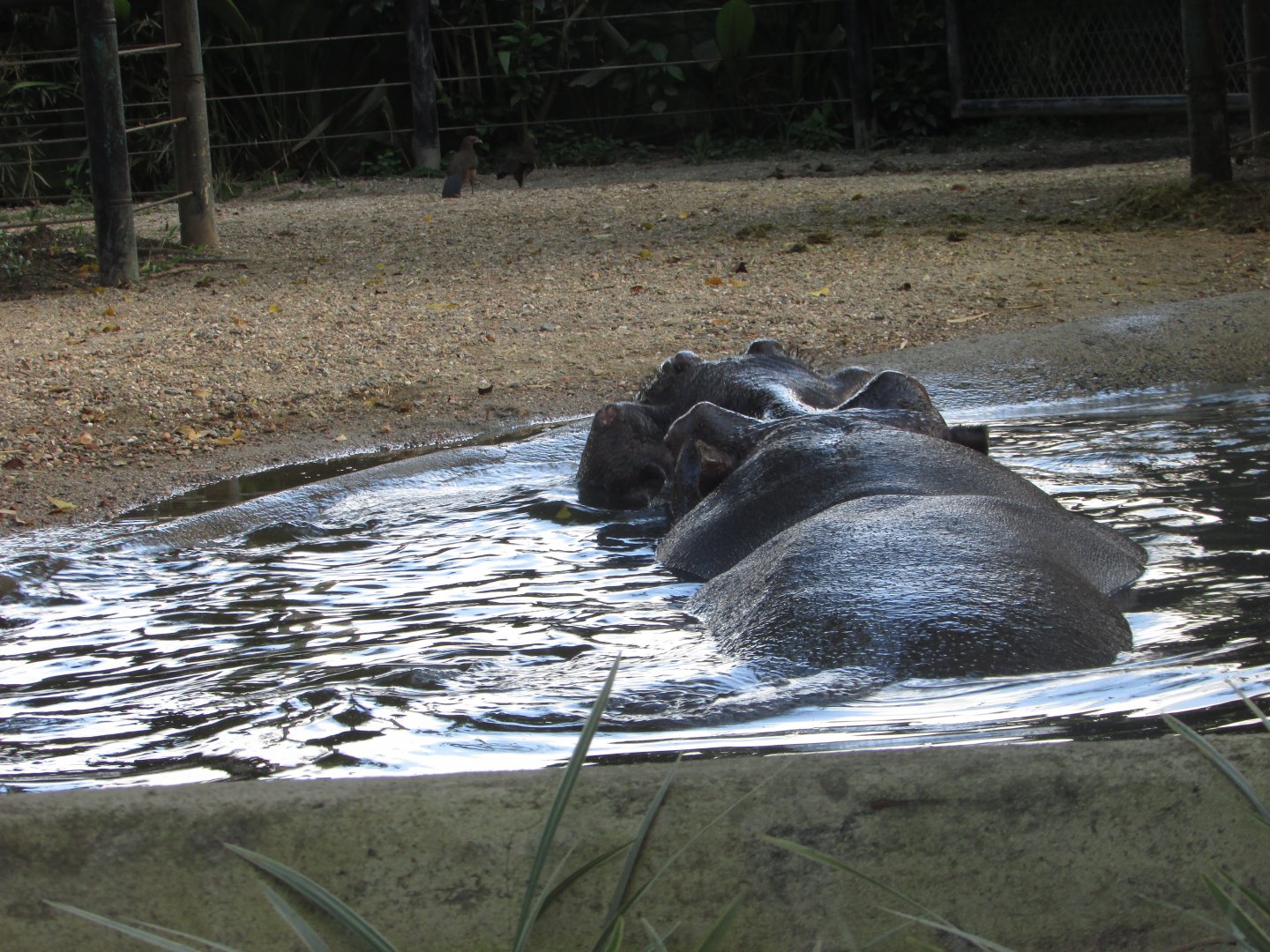 BioParque Zoo Pomerode - Male hippopotamus