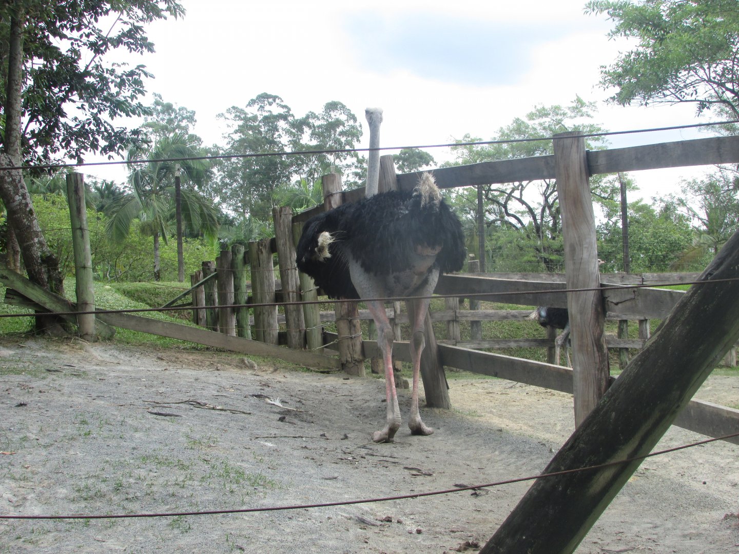 BioParque Zoo Pomerode - Male ostrich