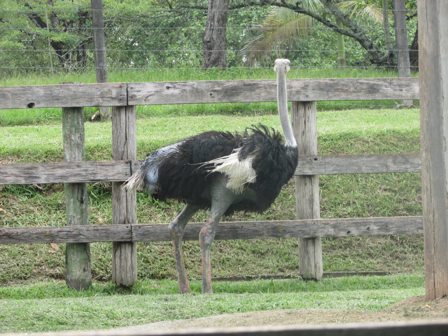 BioParque Zoo Pomerode - Male ostrich