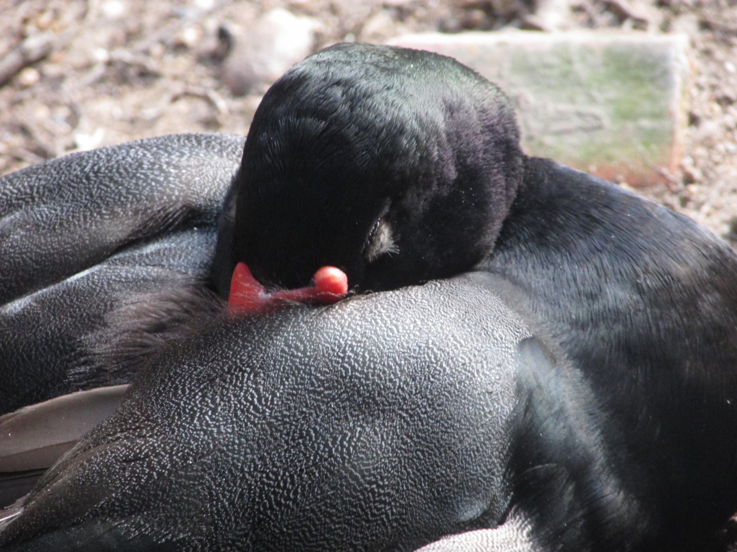 BioParque Zoo Pomerode - Male rosy-billed pochard close-up