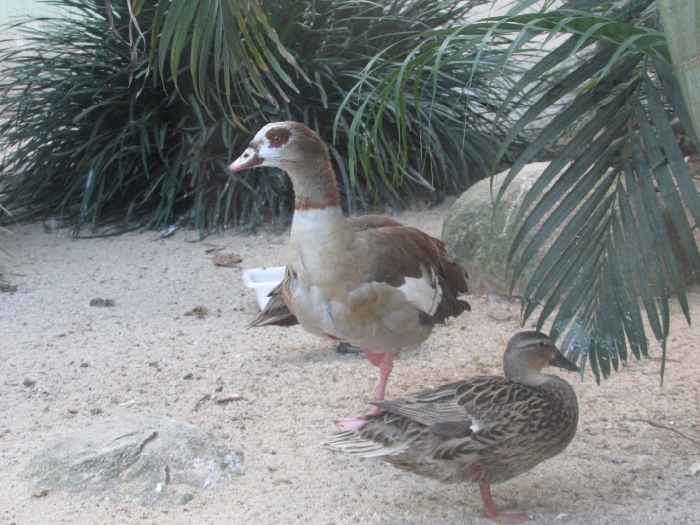 BioParque Zoo Pomerode - Mallard and Nile goose