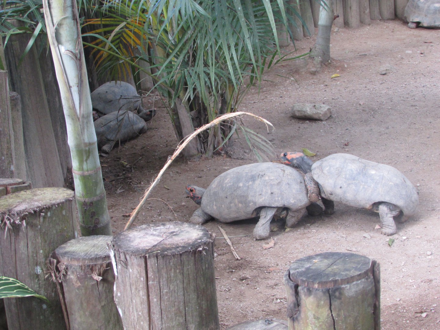 BioParque Zoo Pomerode - Mating tortoiees