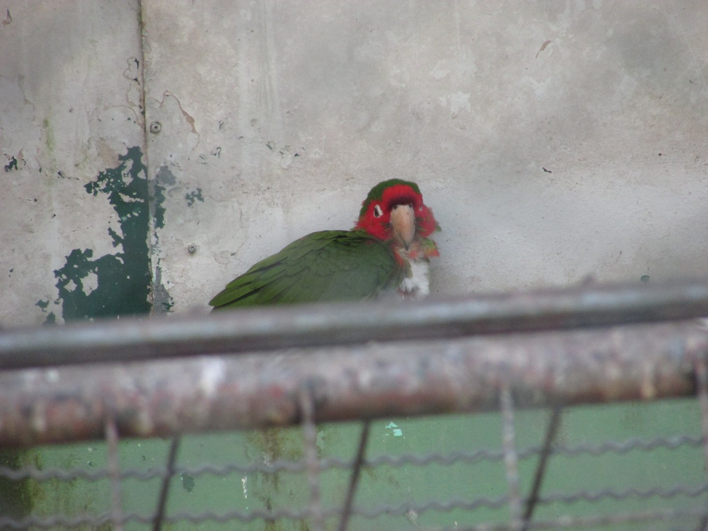 BioParque Zoo Pomerode - Mitred conure