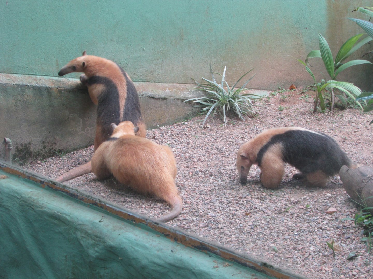 BioParque Zoo Pomerode - More Southern lesser anteaters