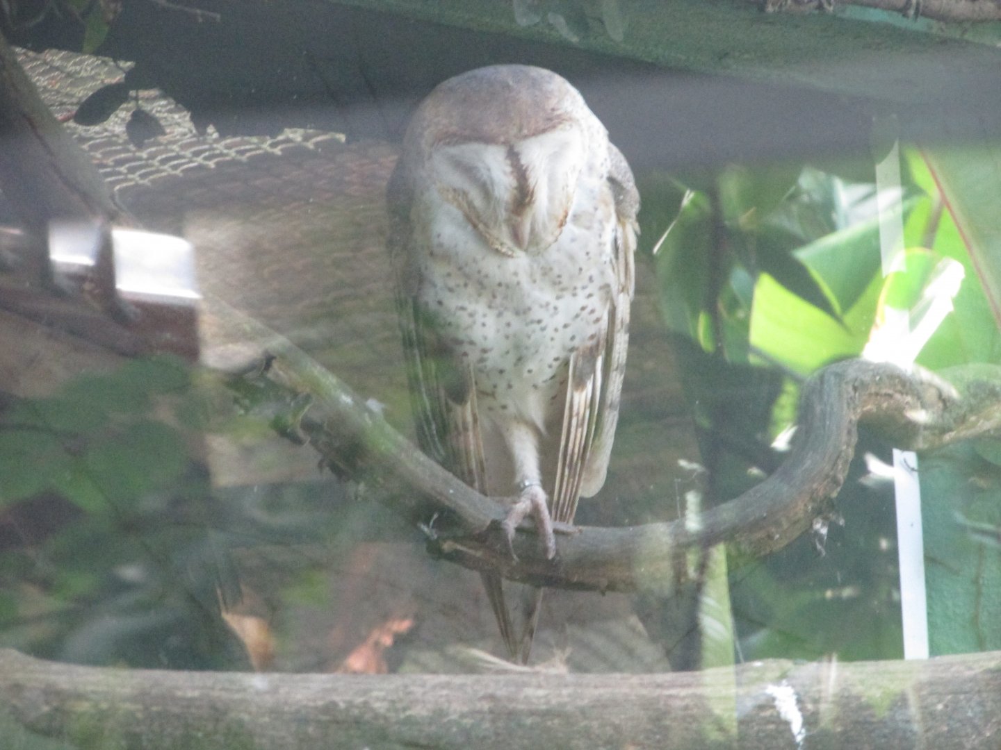 BioParque Zoo Pomerode - New World barn owl
