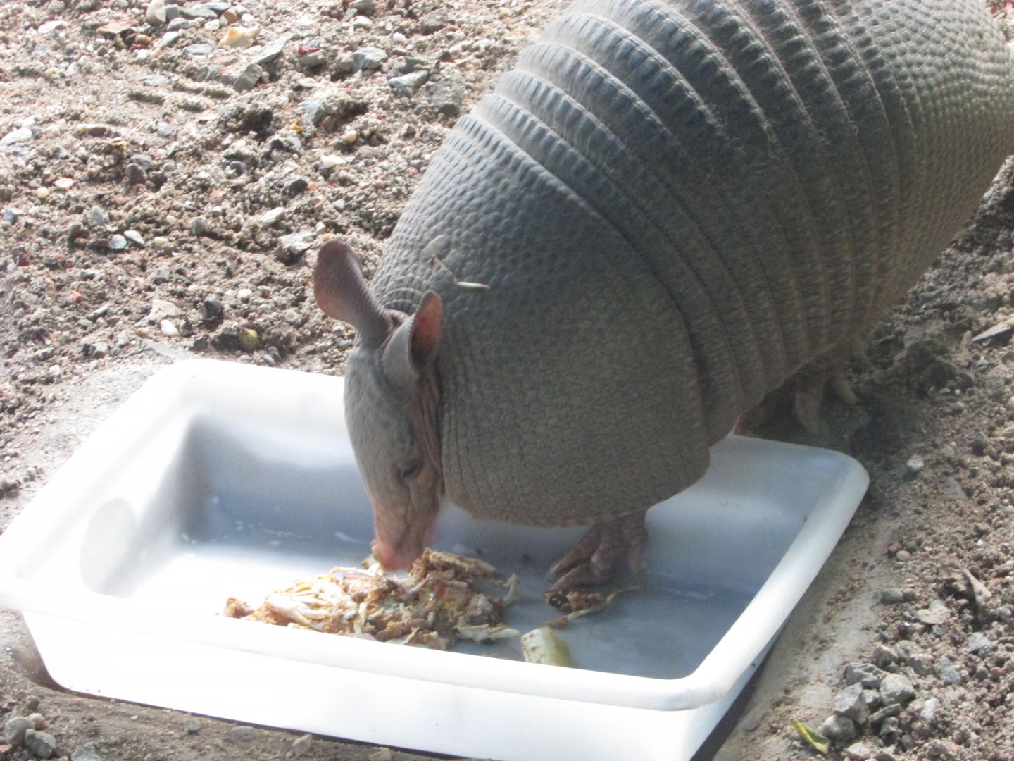 BioParque Zoo Pomerode - Nine-banded armadillo close-up