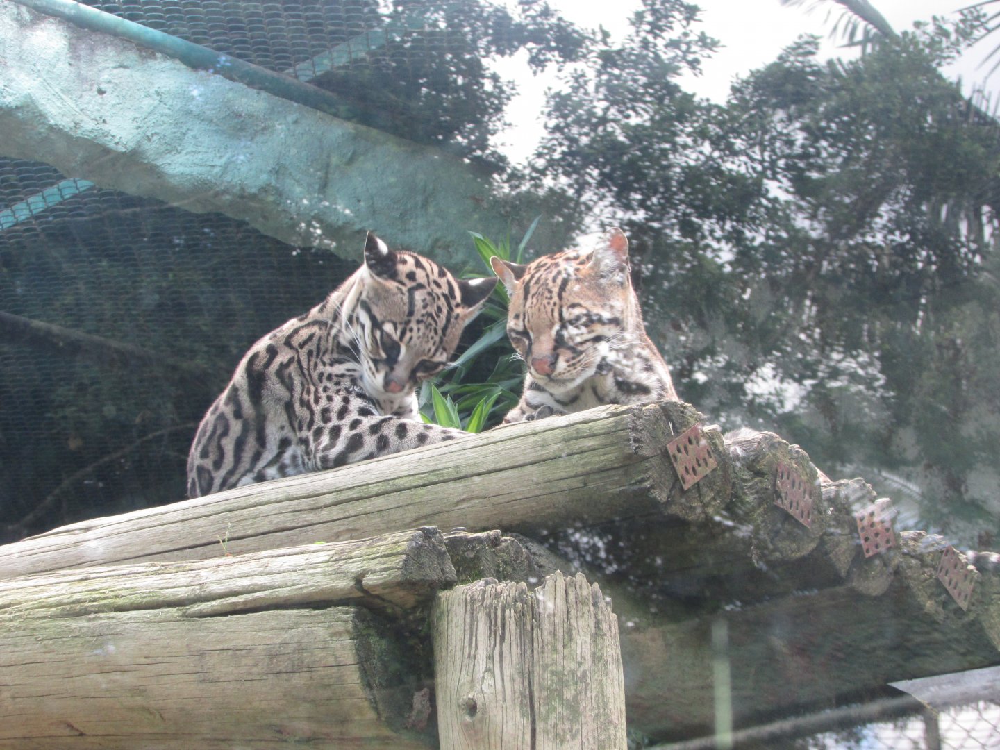 BioParque Zoo Pomerode - Ocelots