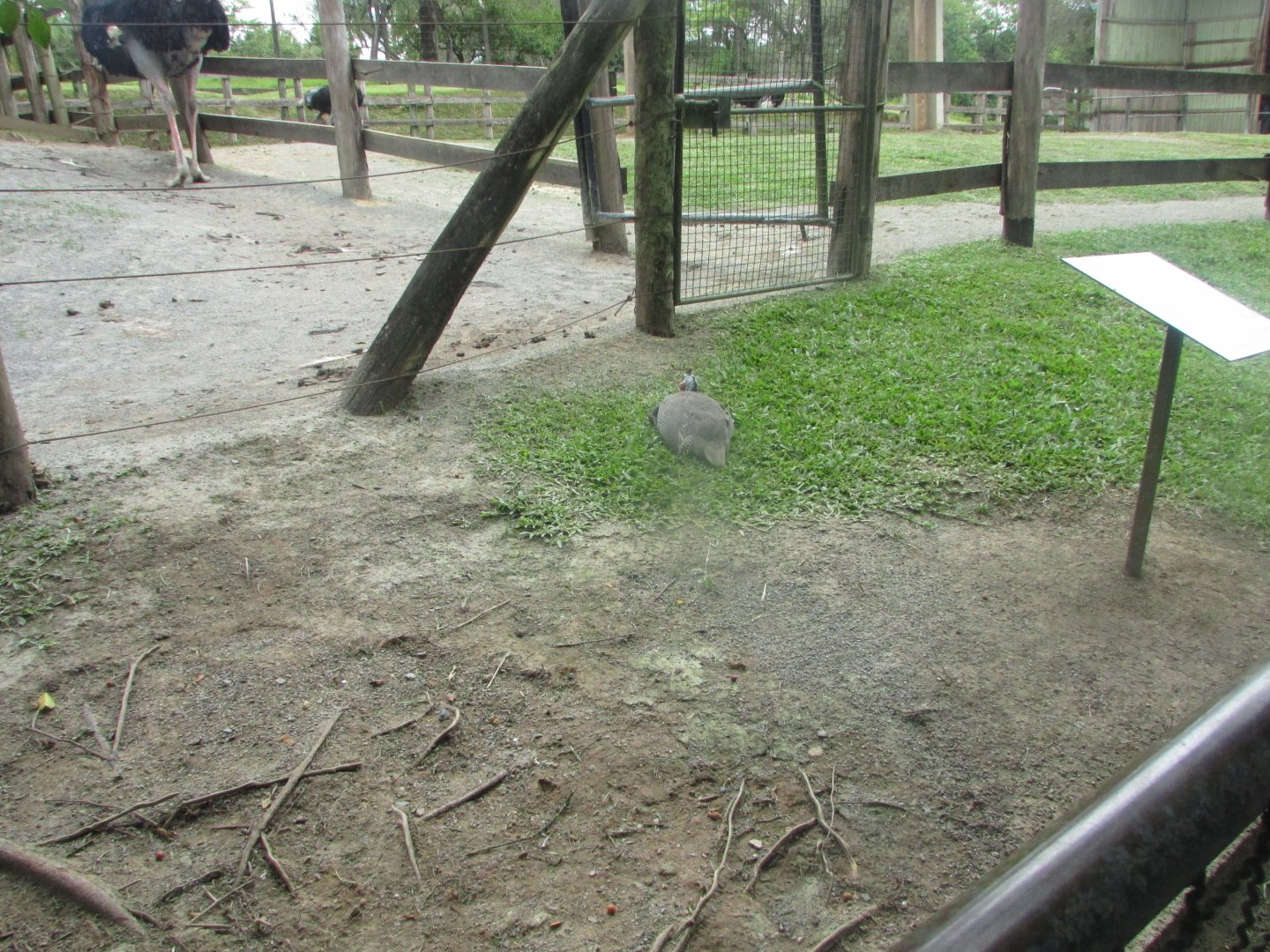 BioParque Zoo Pomerode - One more guineafowl and glimpse of giraffe pen